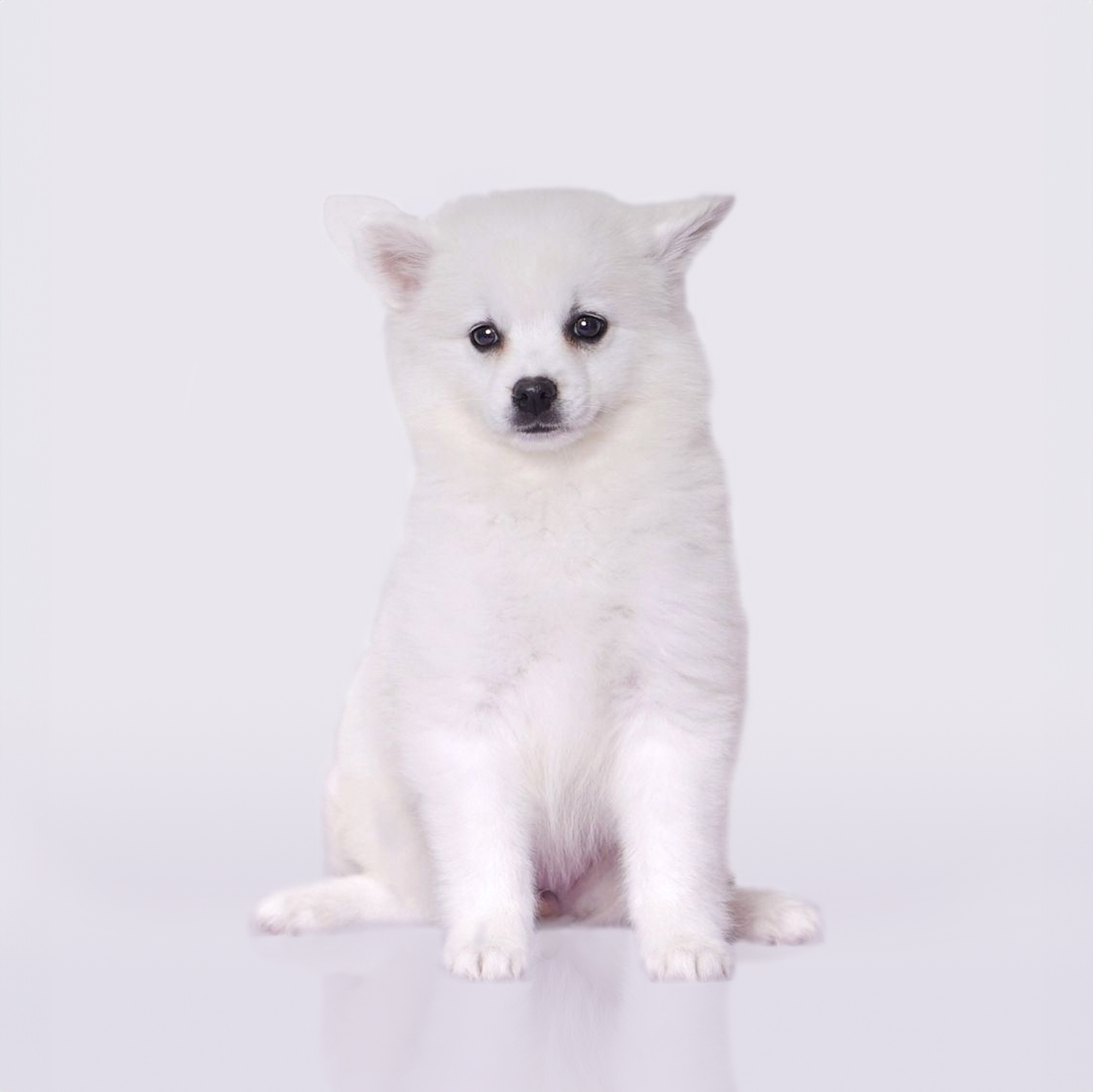 American Eskimo puppies for sale