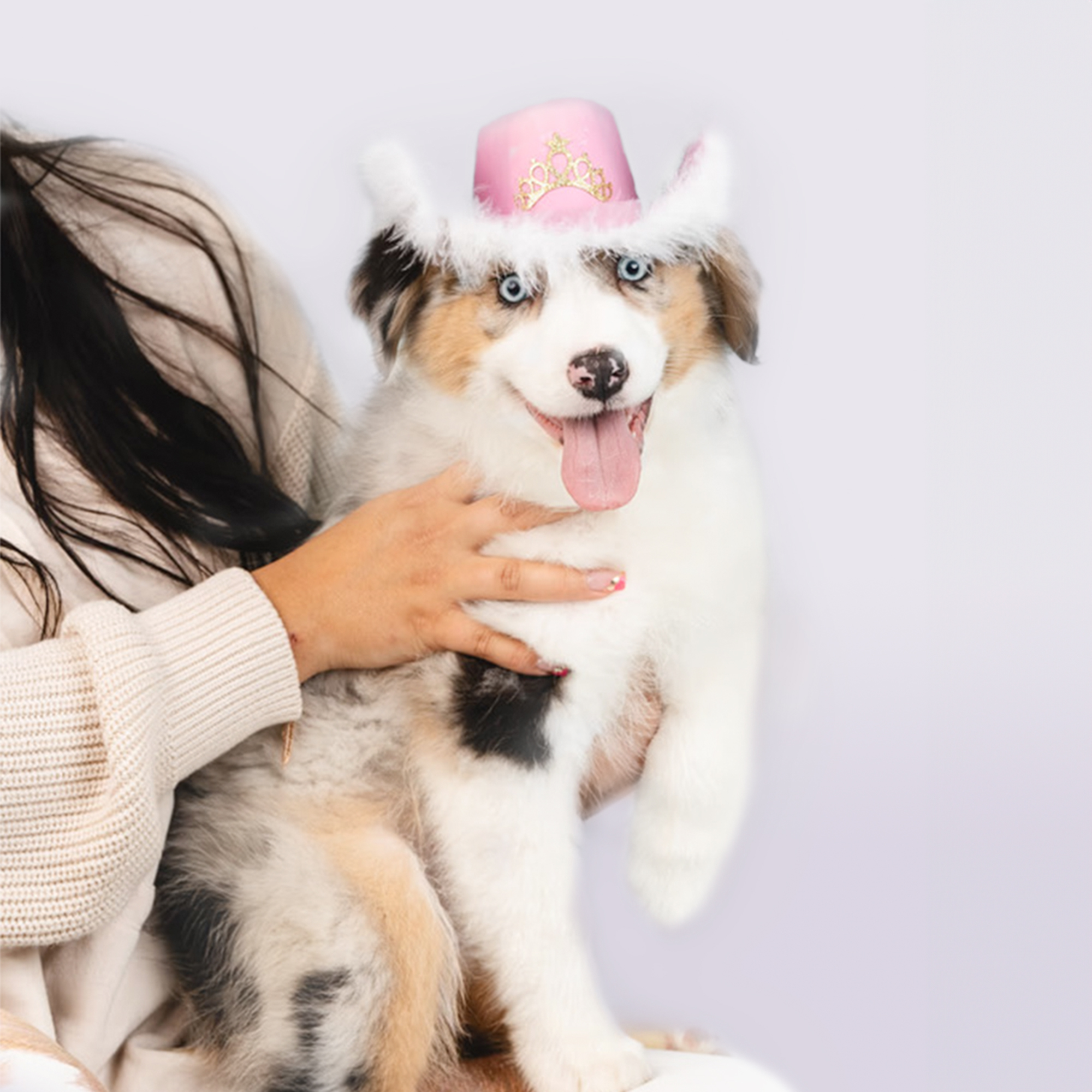 Australian Shepherd puppies for sale