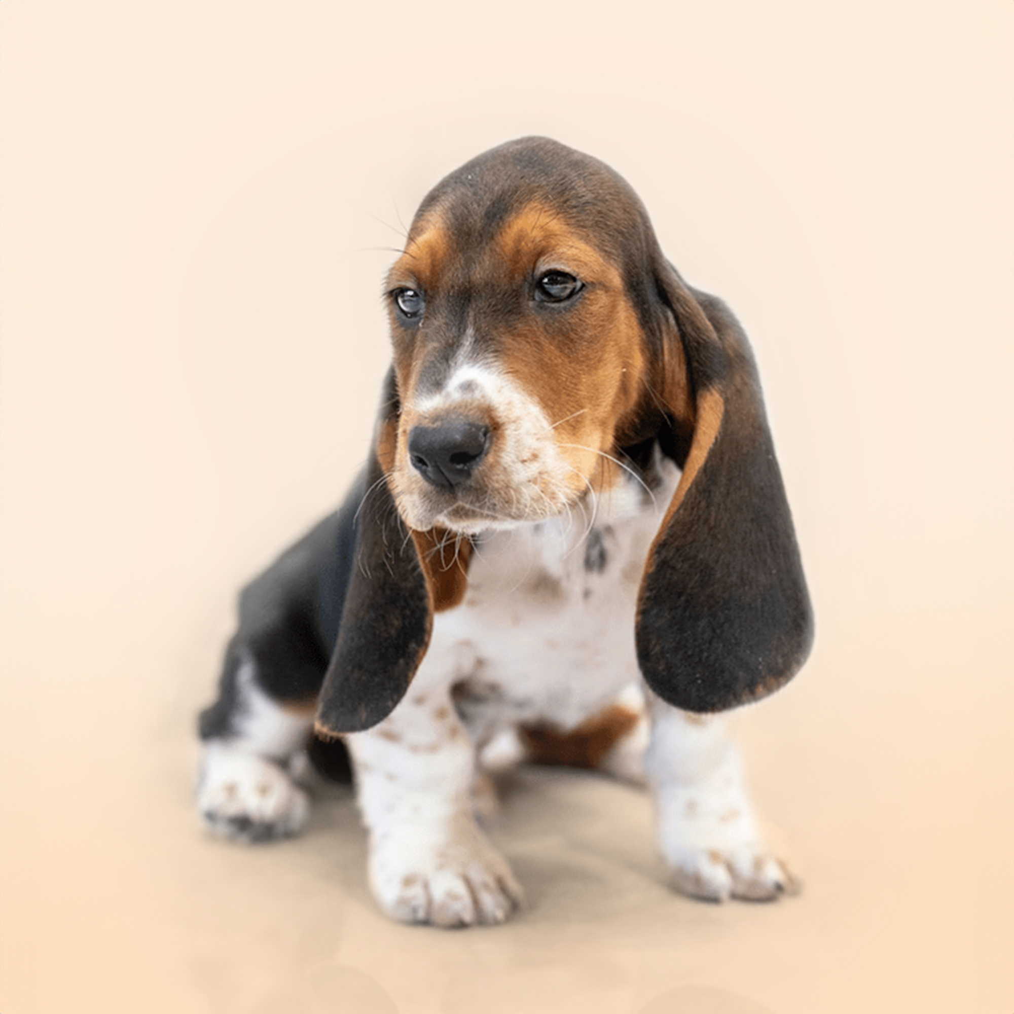 Basset Hound puppies for sale