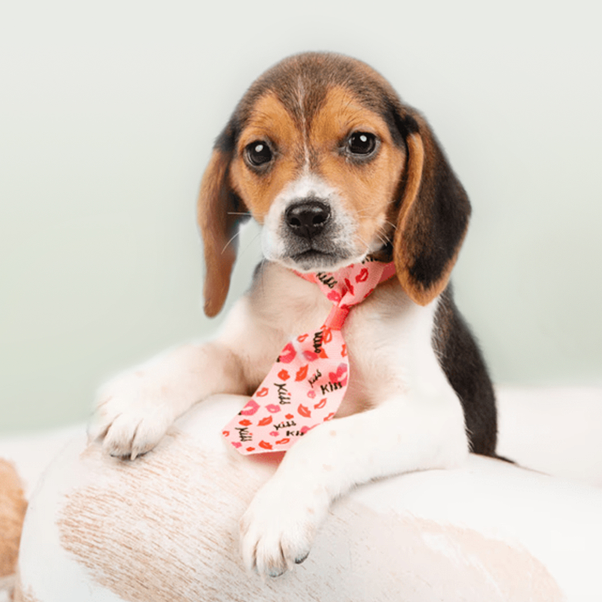 Beagle puppies for sale