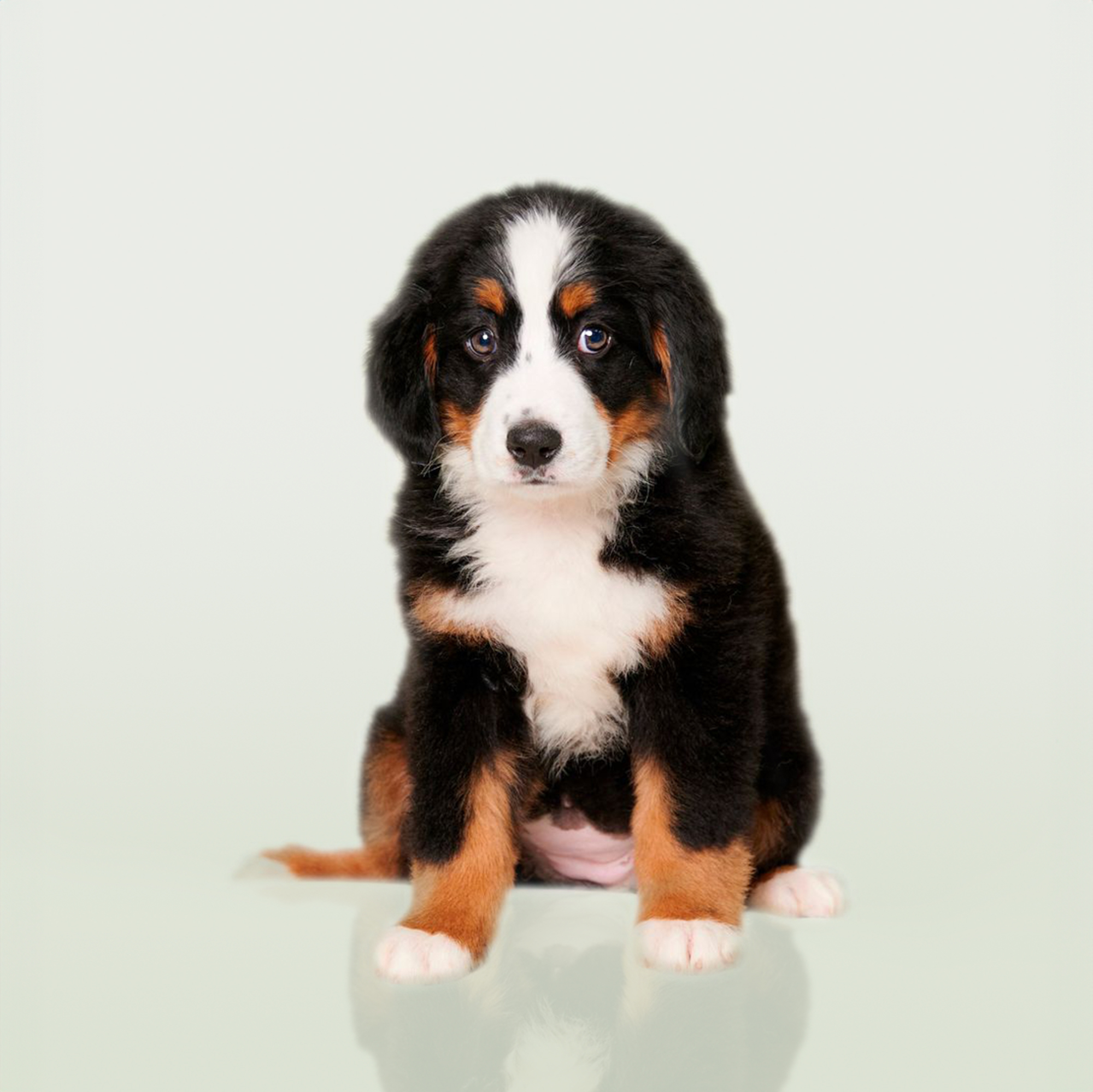 Bernese Mountain Dog puppies for sale
