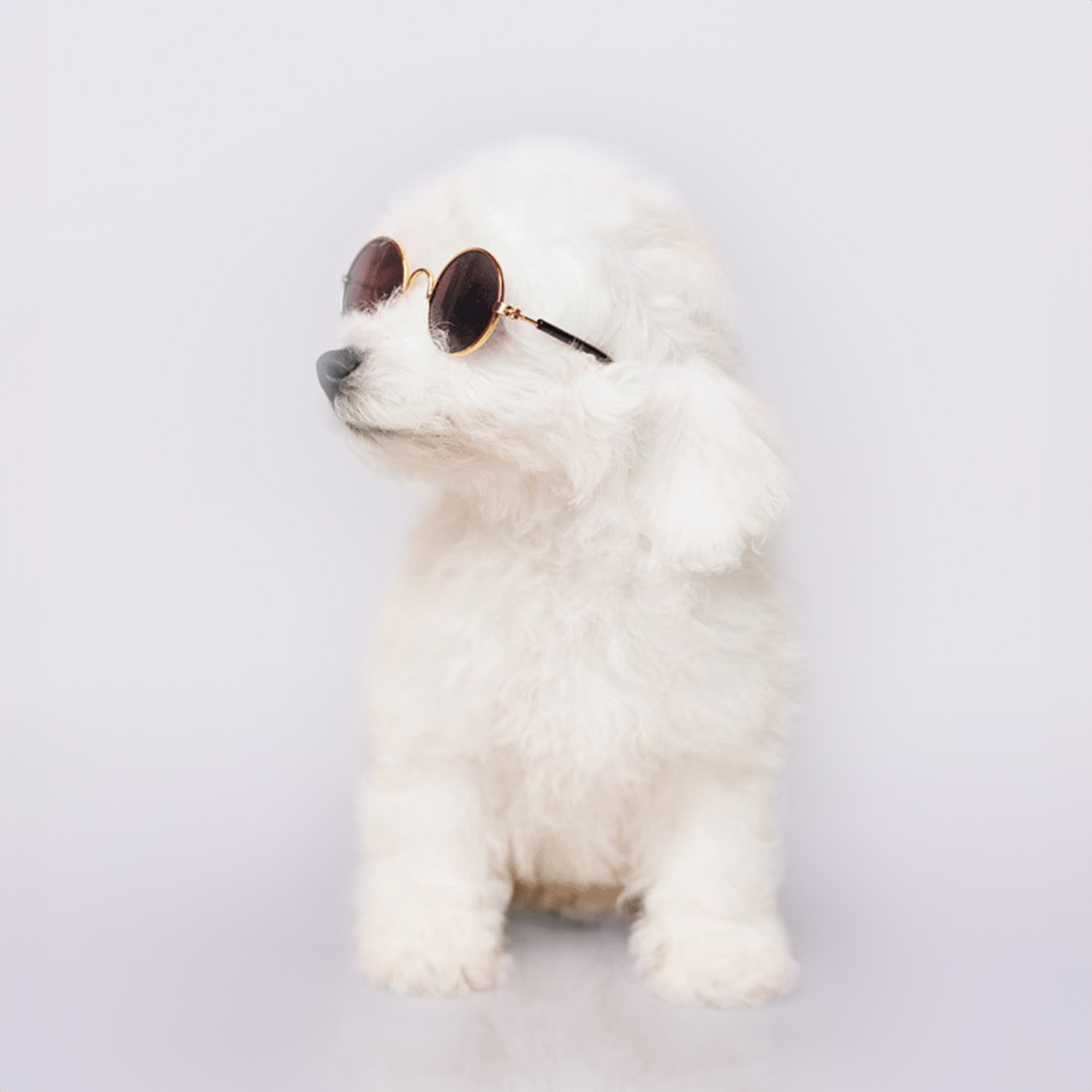 Bichon Frise puppies for sale