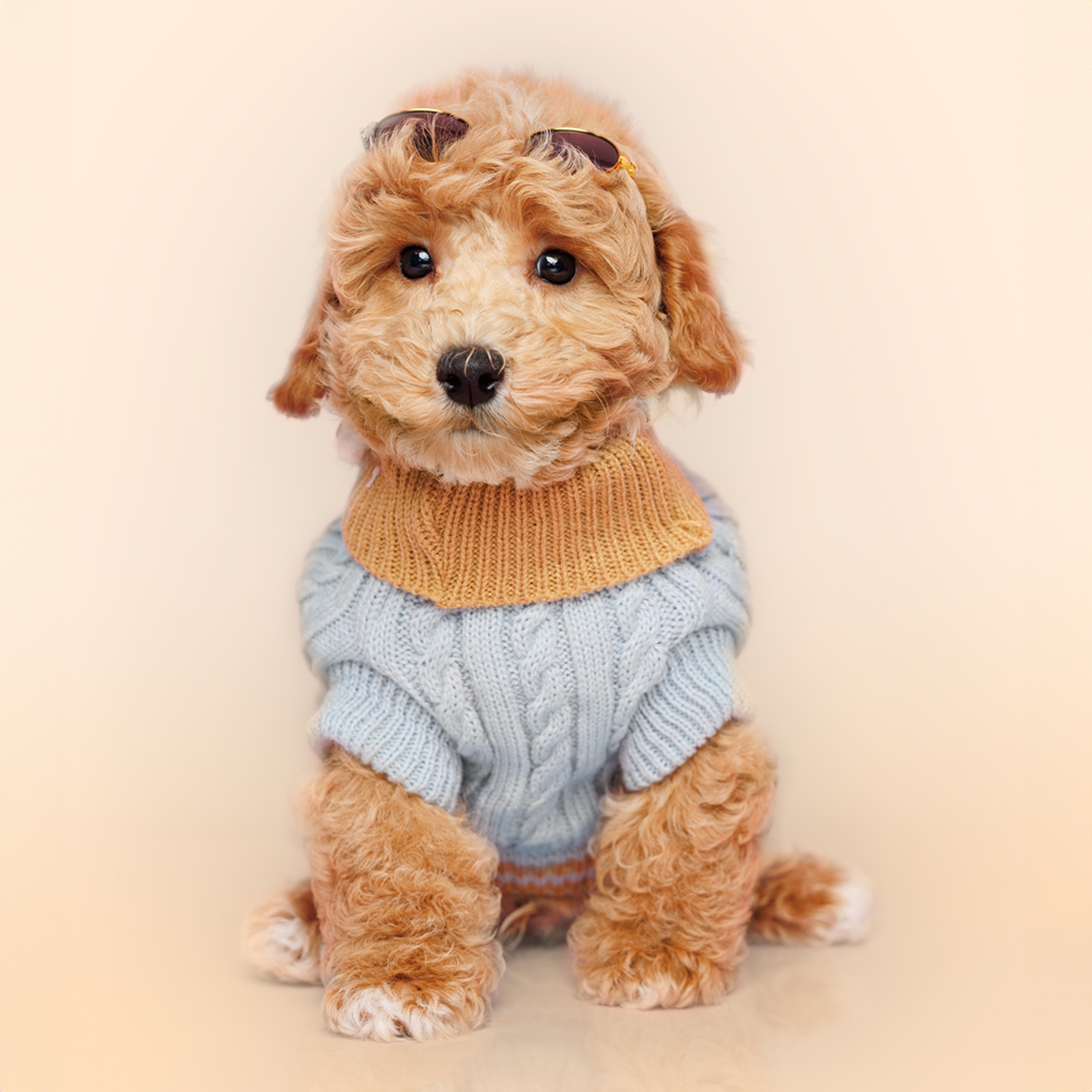 Bichonpoo puppies for sale