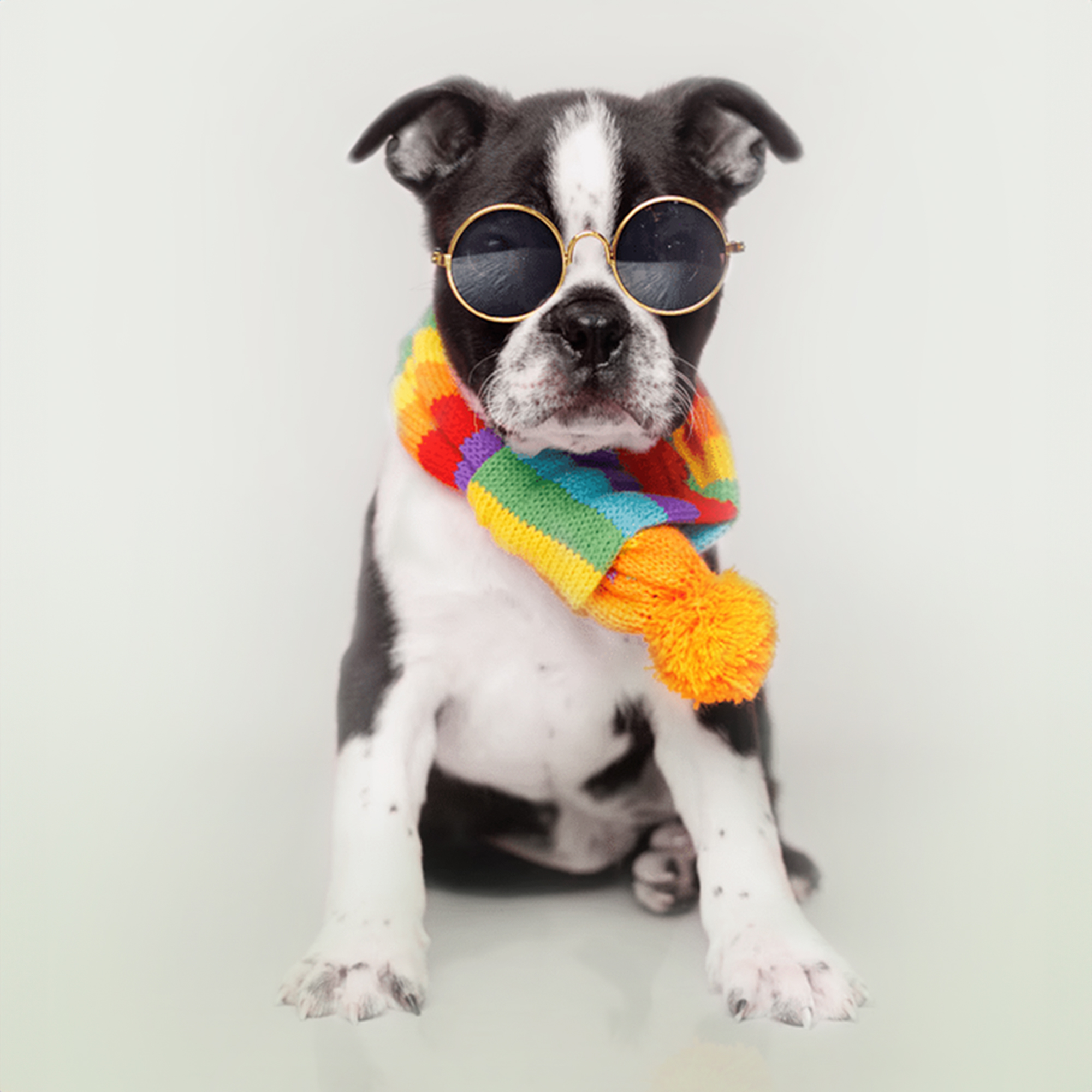 Boston Terrier puppies for sale