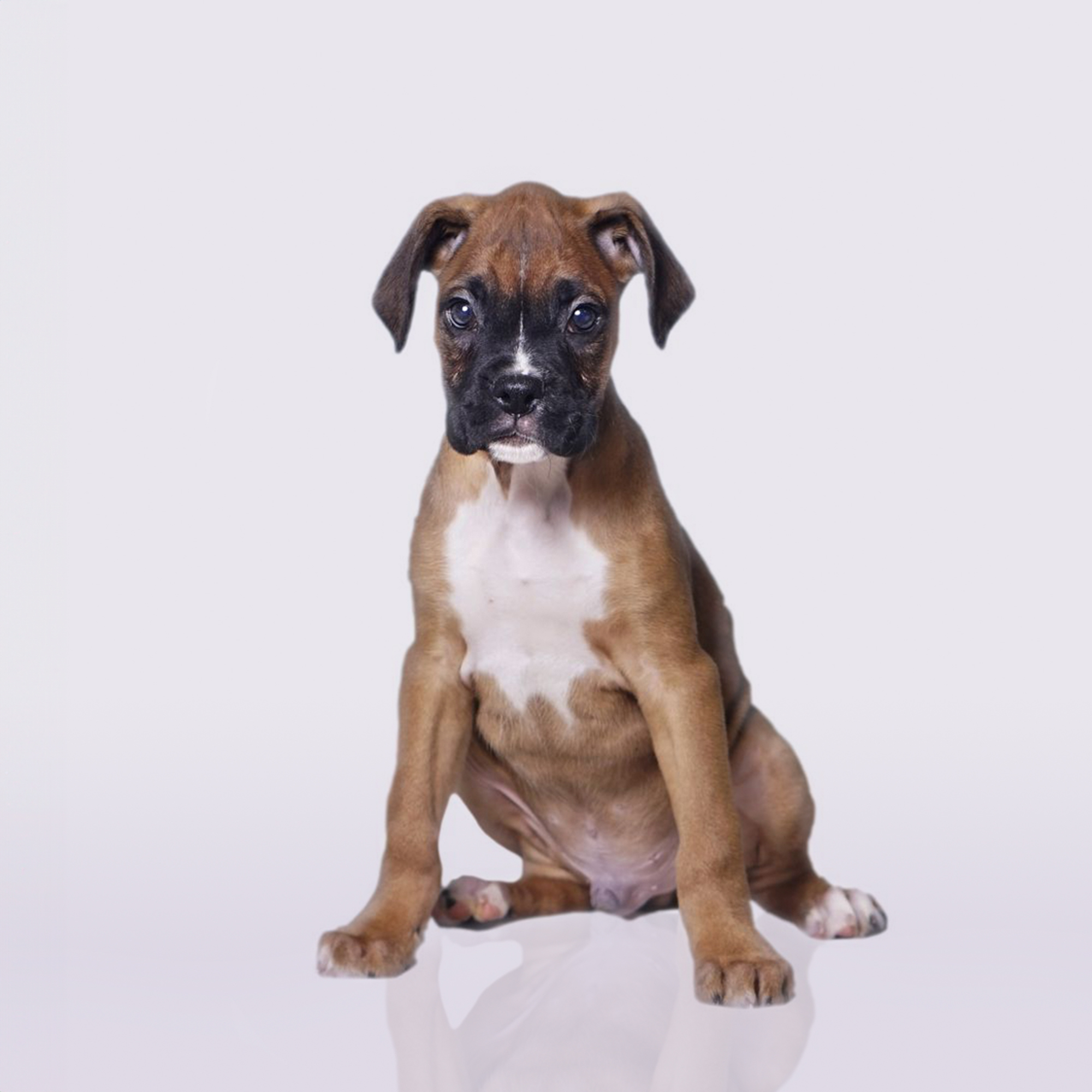 Boxer puppies for sale