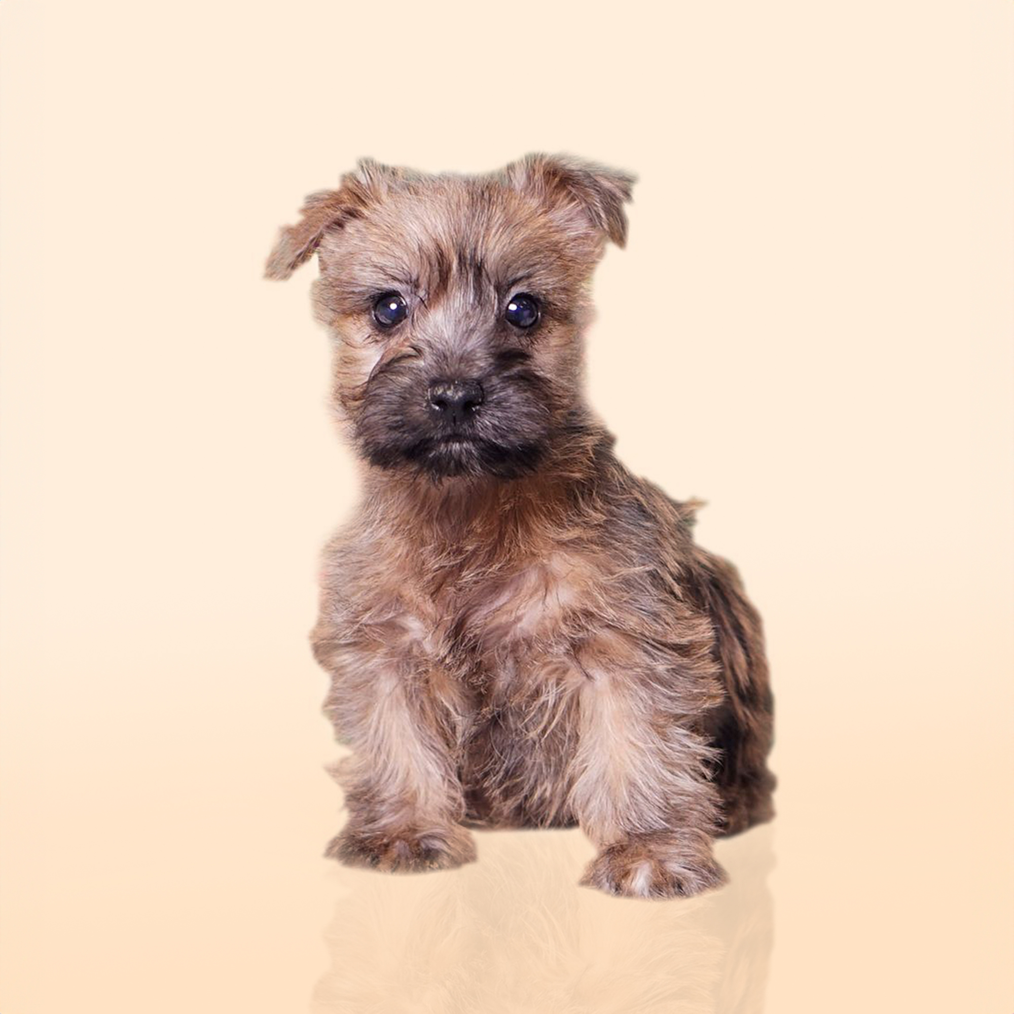 Cairn Terrier puppies for sale