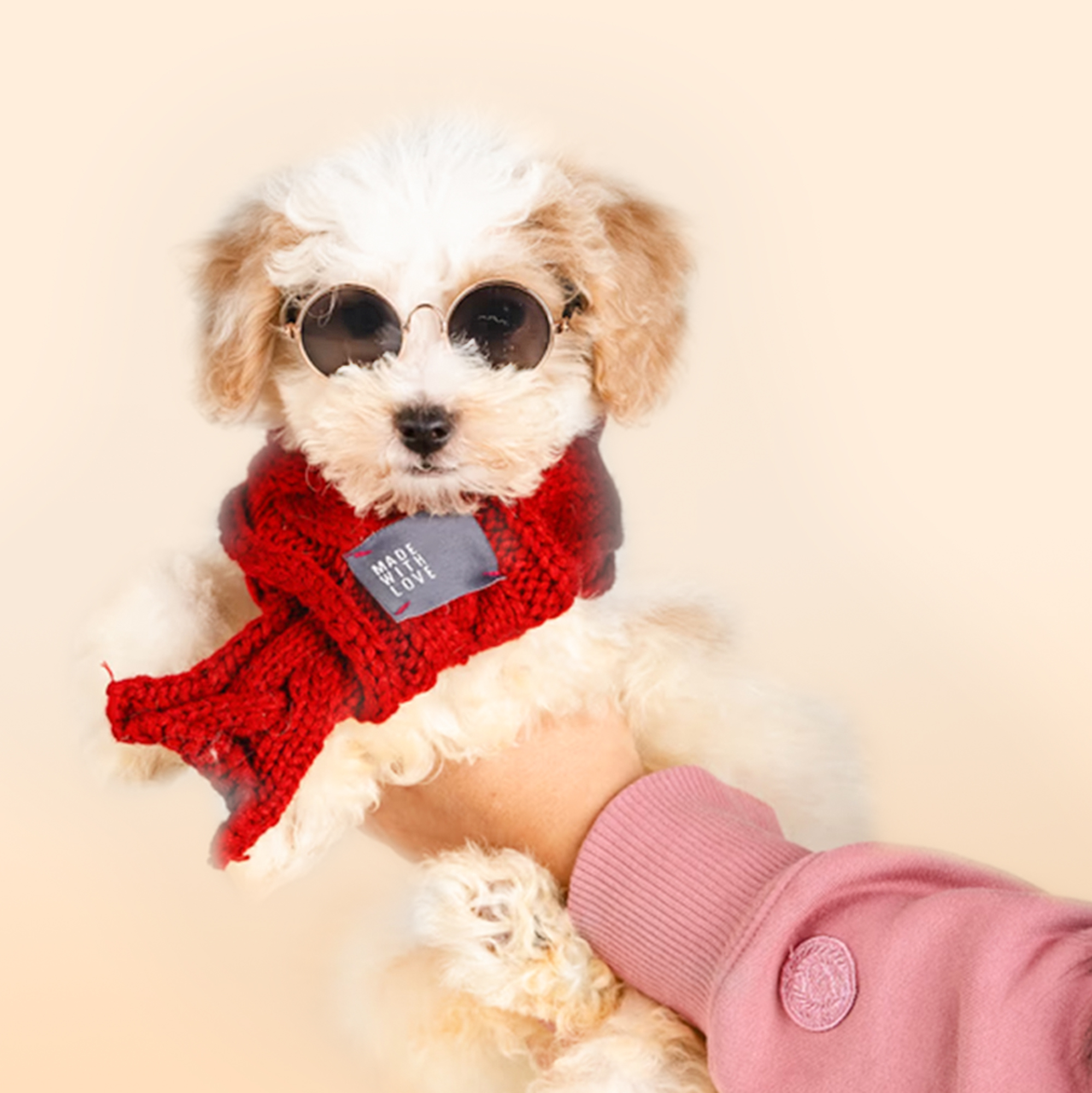 Cavachon puppies for sale