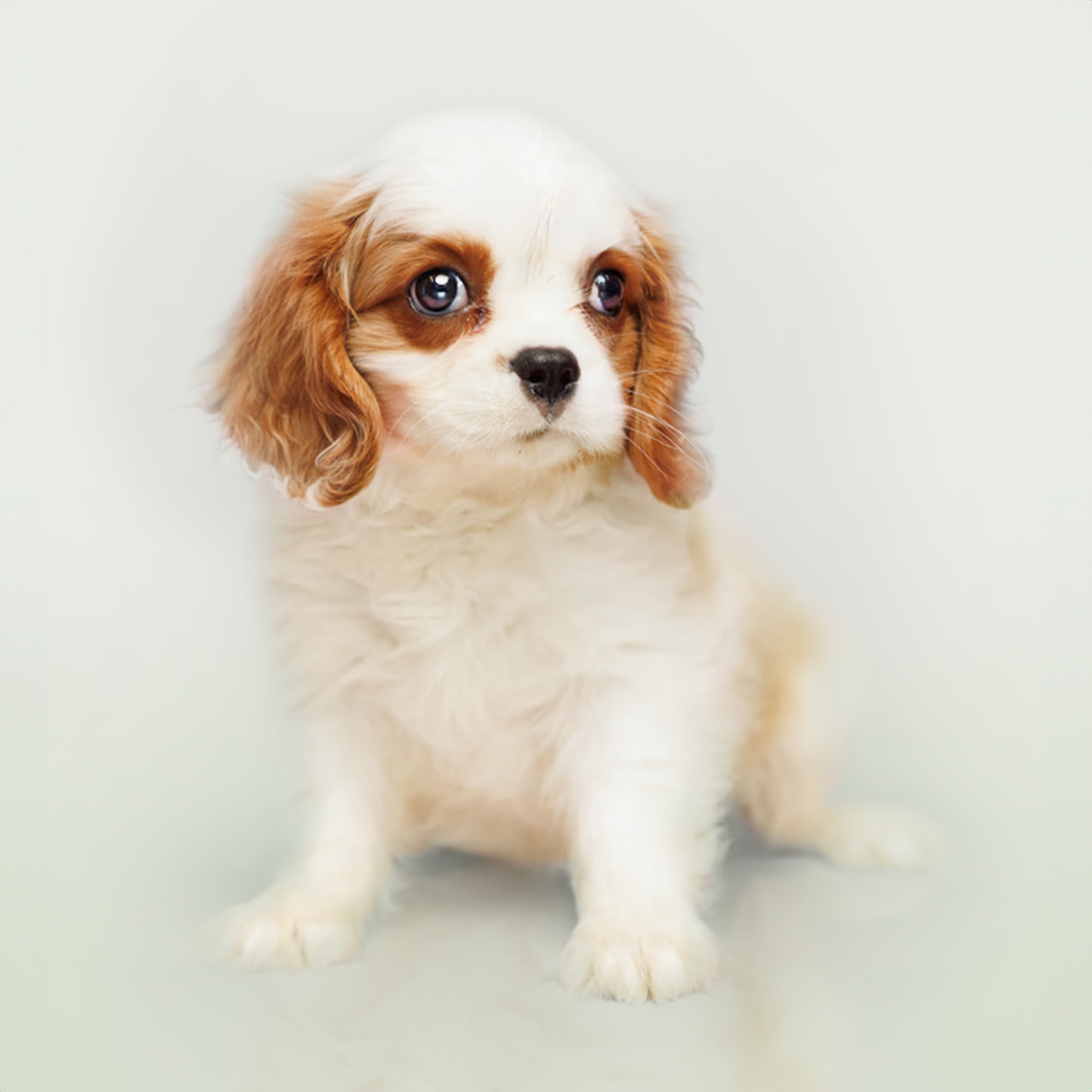 Cavalier King Charles Spaniel puppies for sale