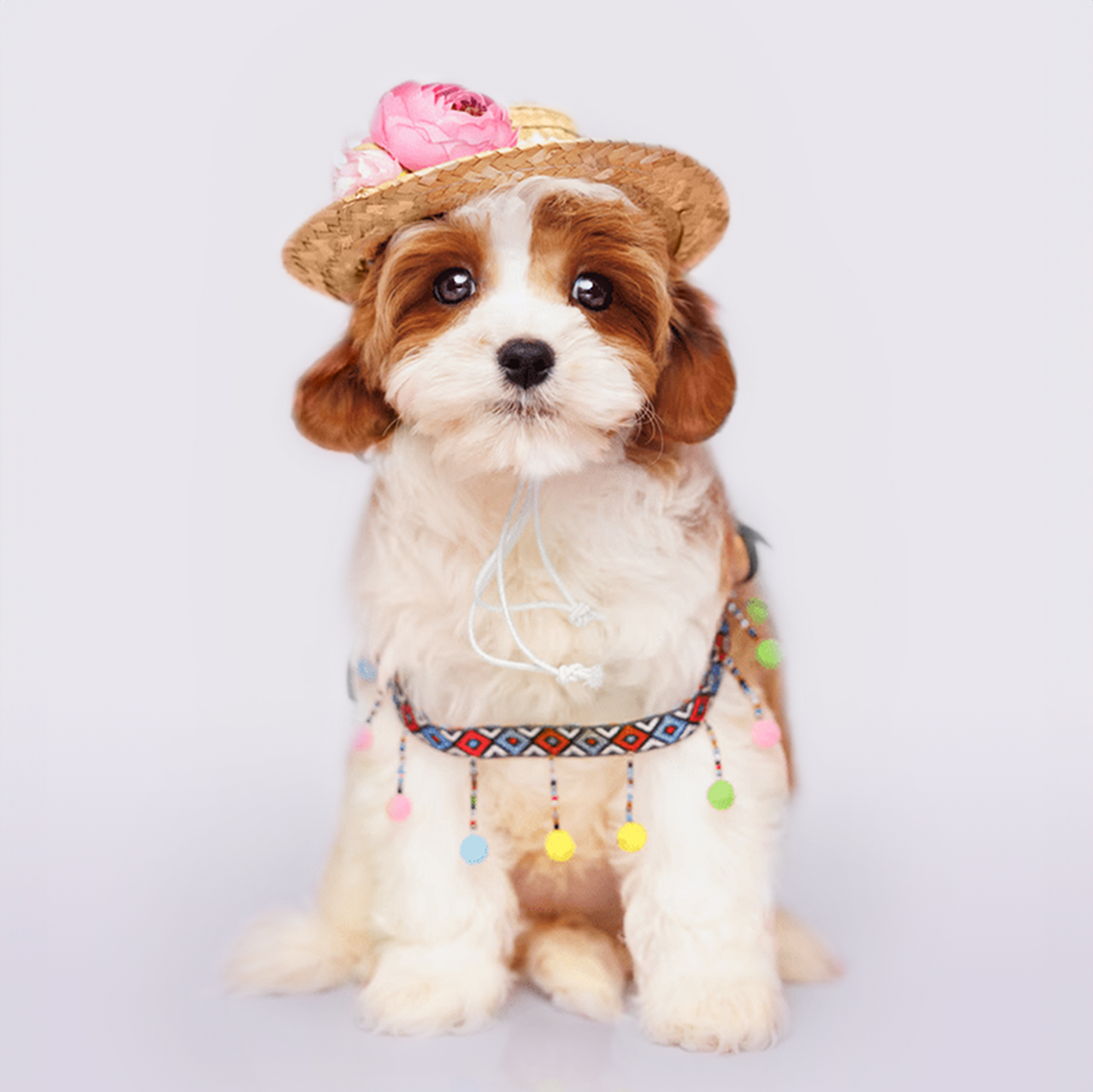 Cavapoo puppies for sale