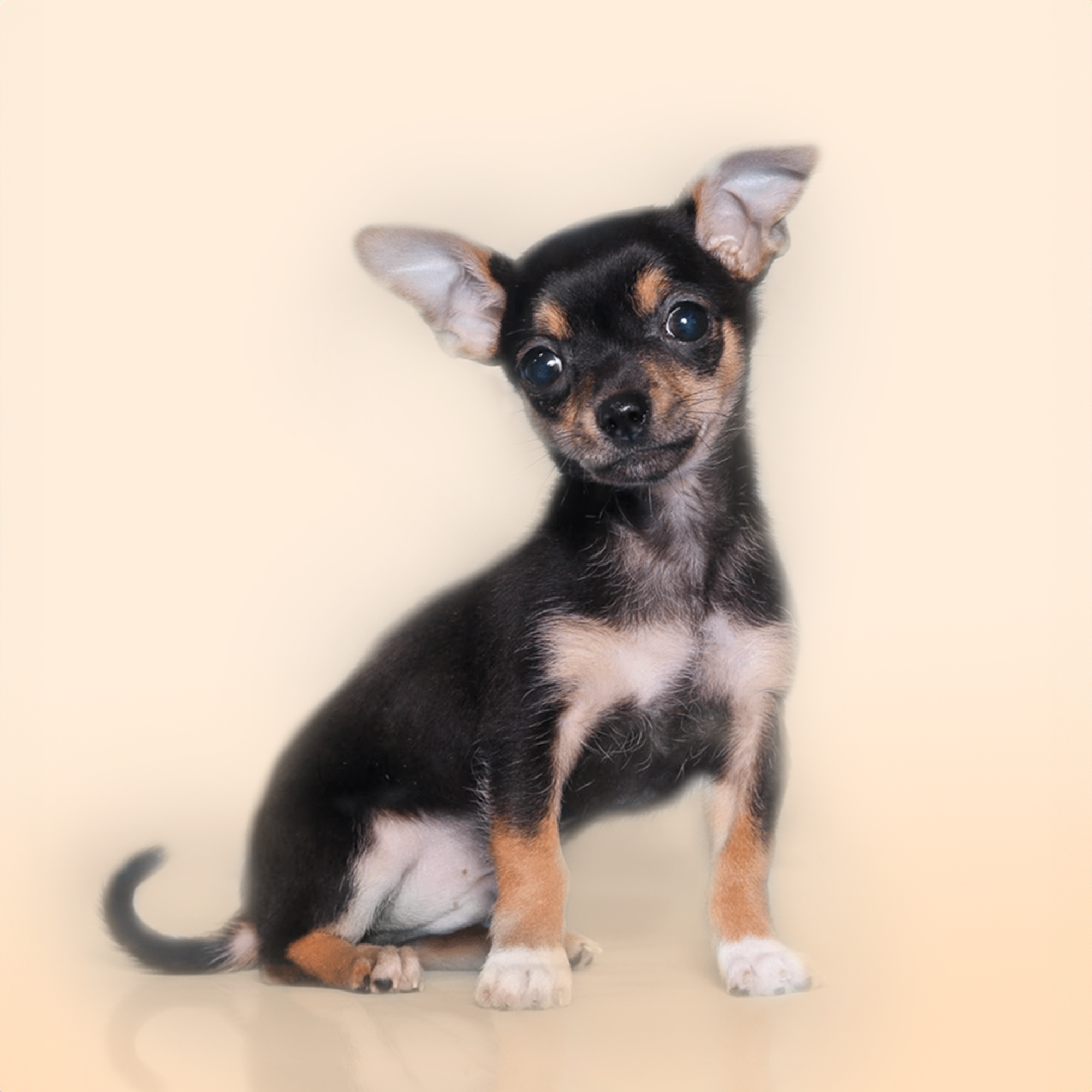 Chihuahua puppies for sale