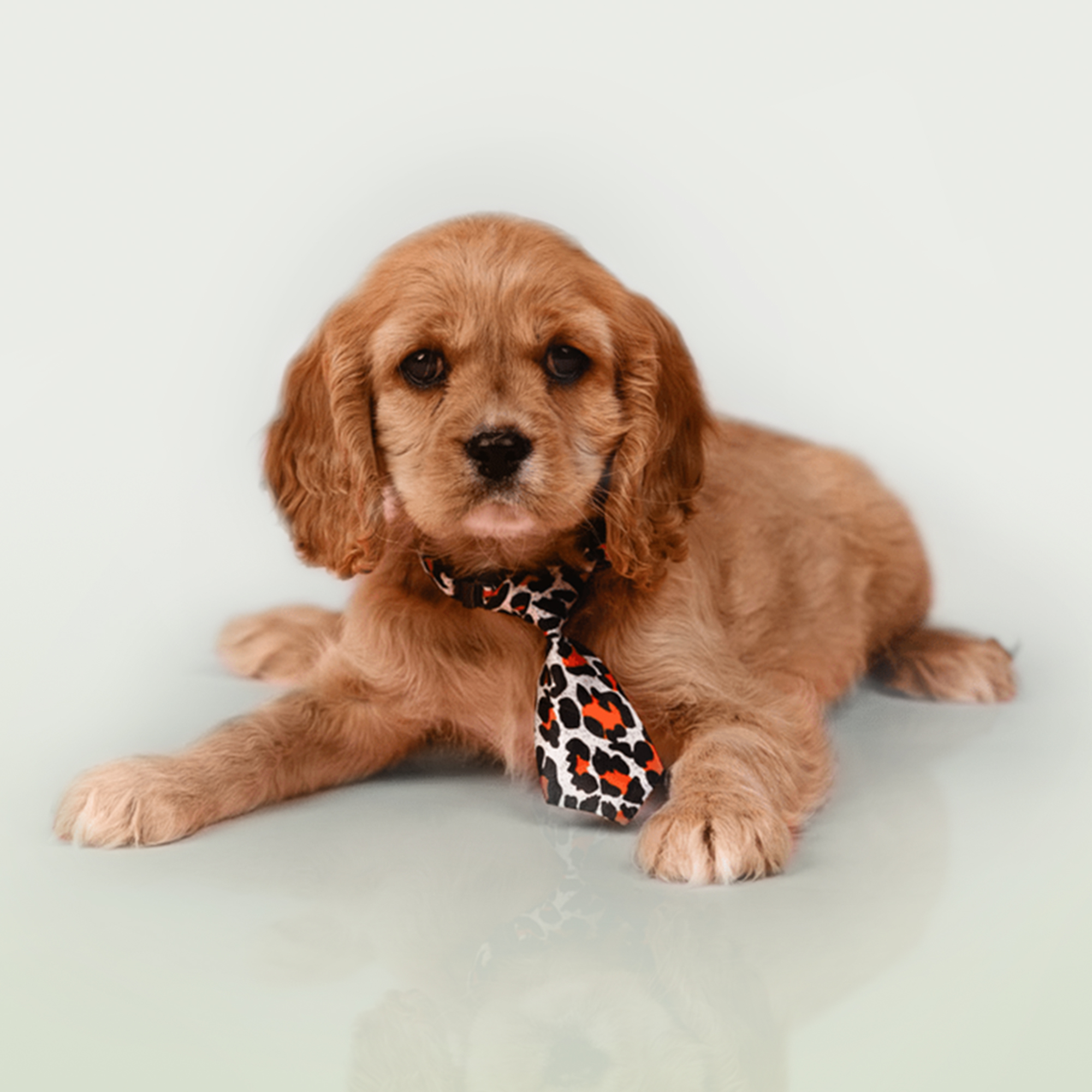 Cockalier puppies for sale