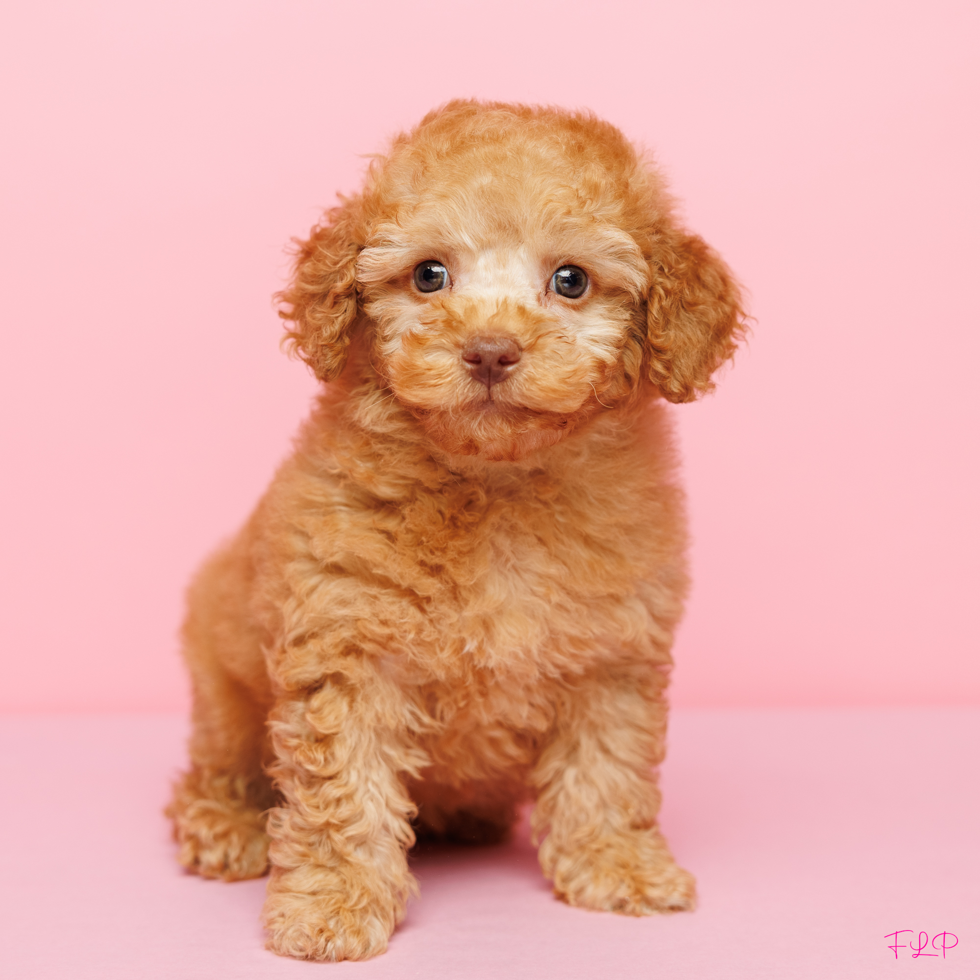 Cockapoo puppies for sale