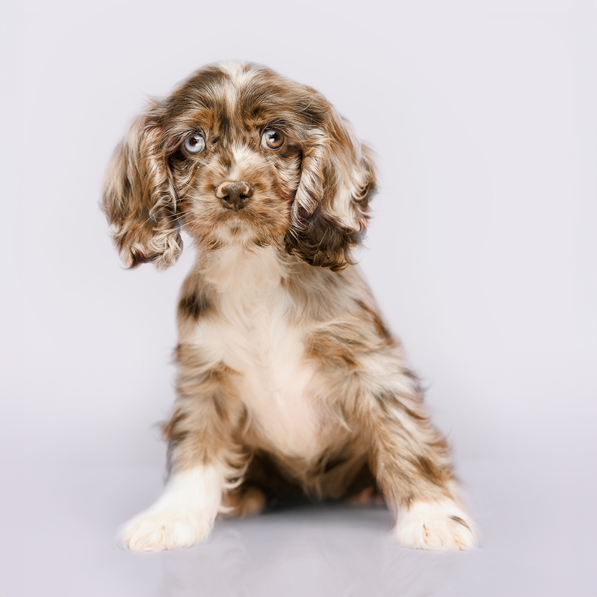 Cocker Spaniel puppies for sale