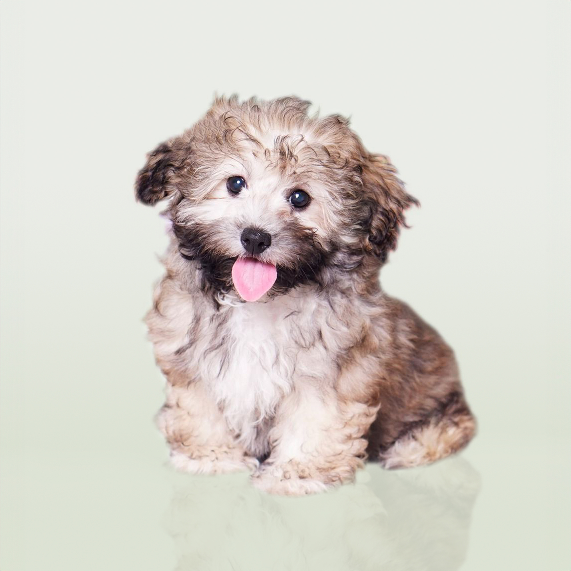 Coton De Tulear puppies for sale