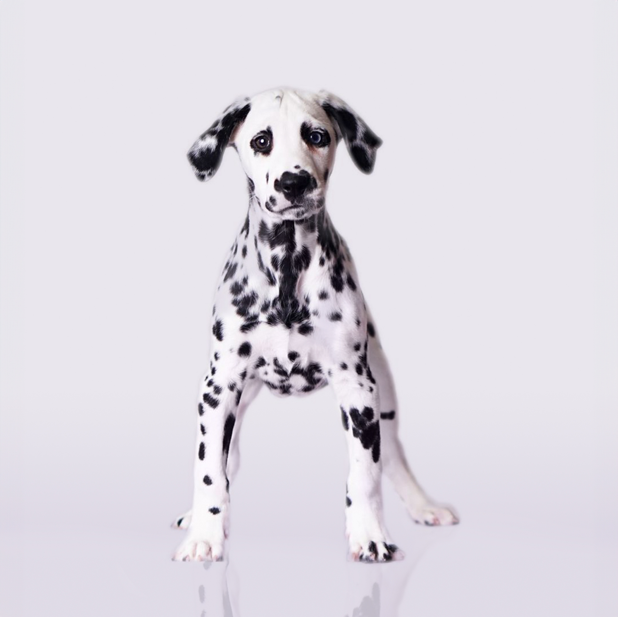 Dalmatian puppies for sale