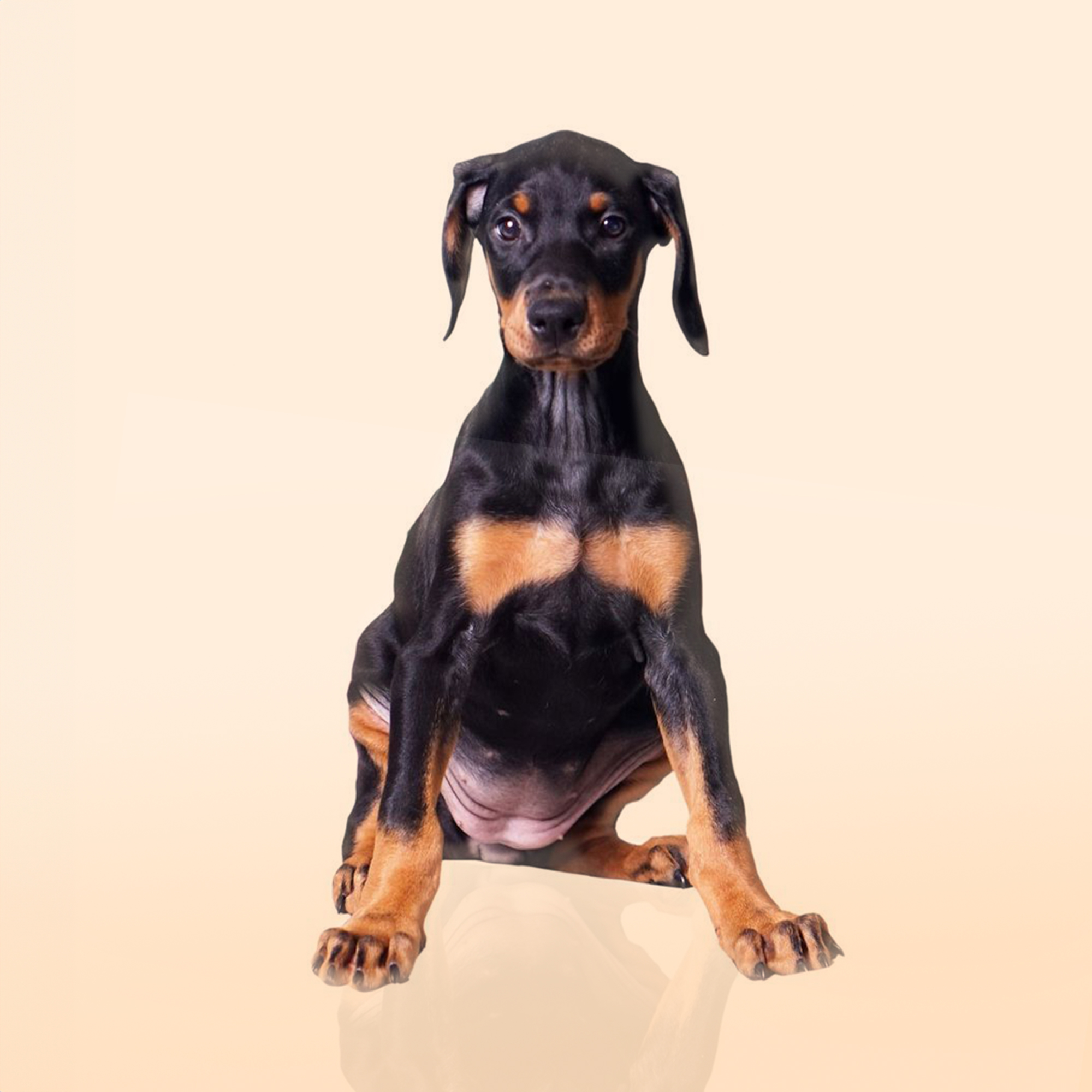Doberman Pinscher puppies for sale
