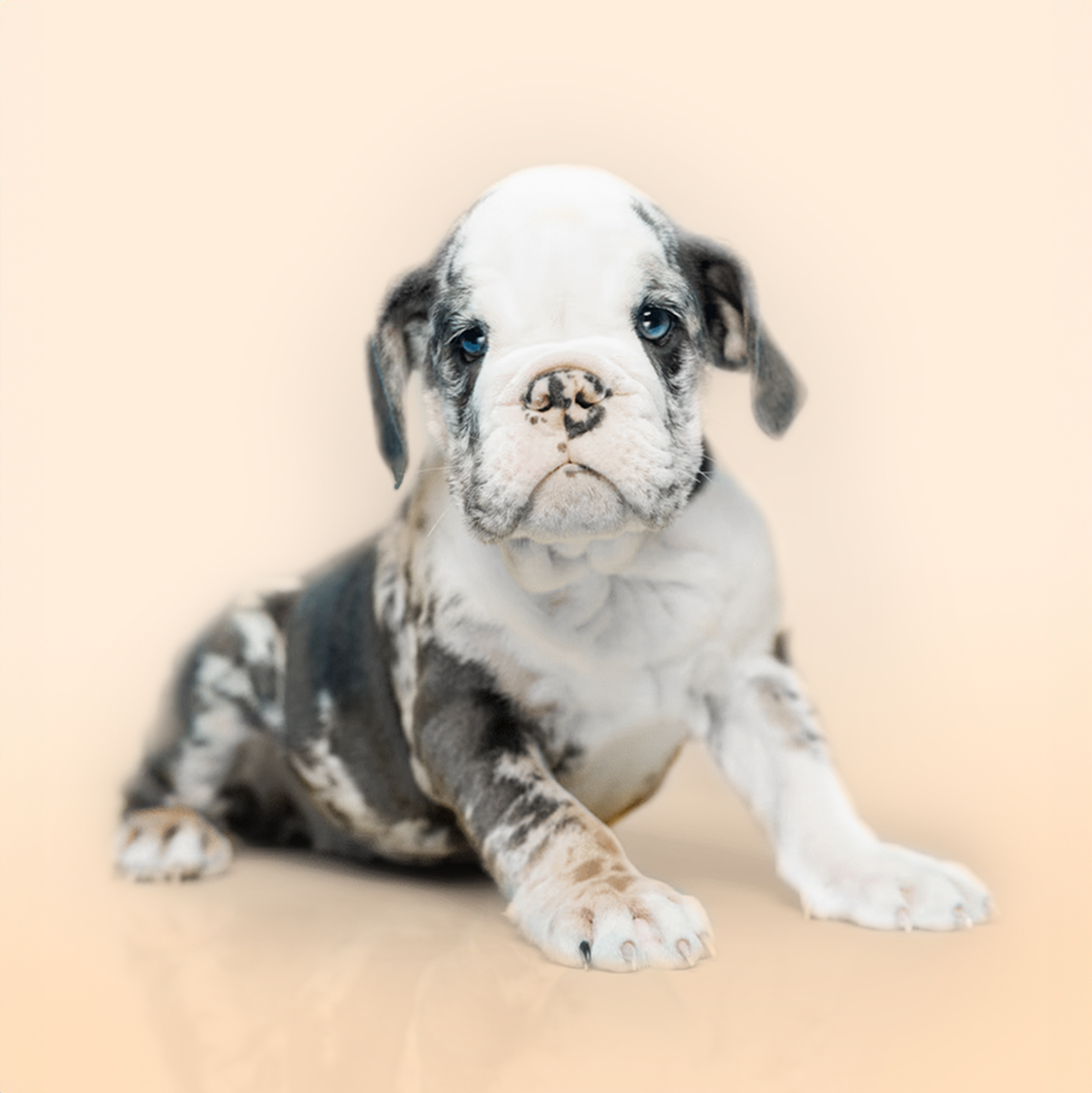 English Bulldog puppies for sale