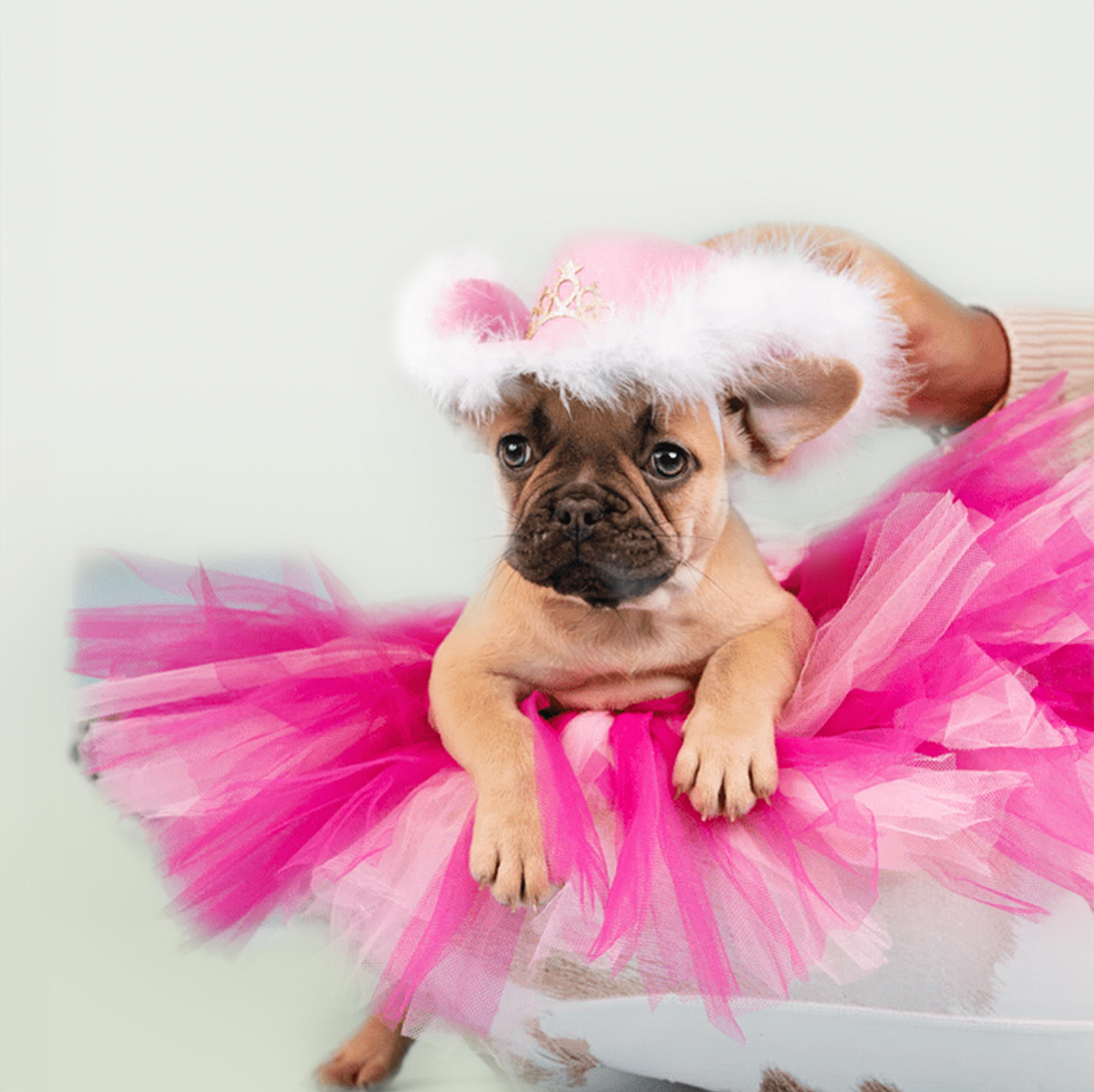 French Bulldog puppies for sale