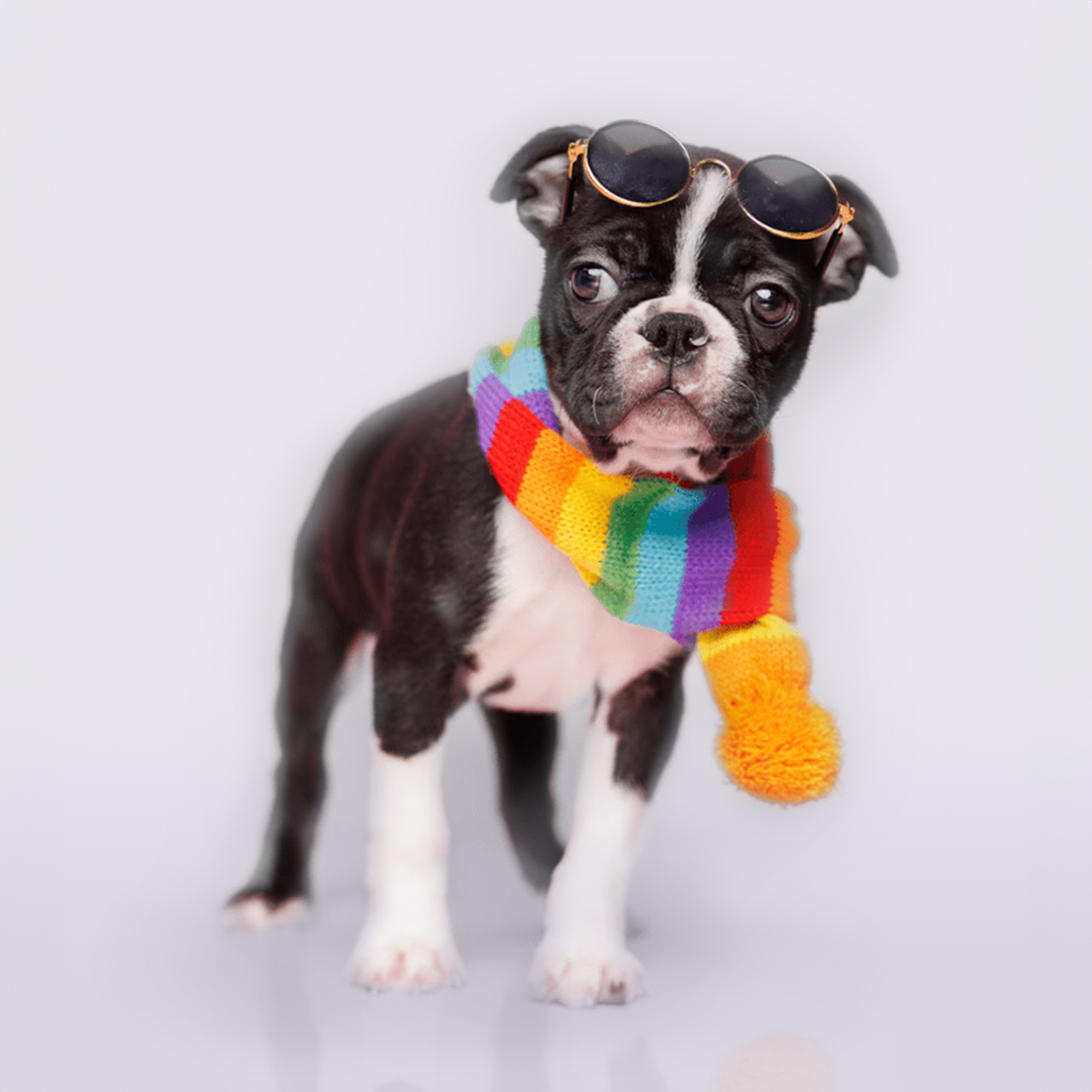 Frenchton puppies for sale