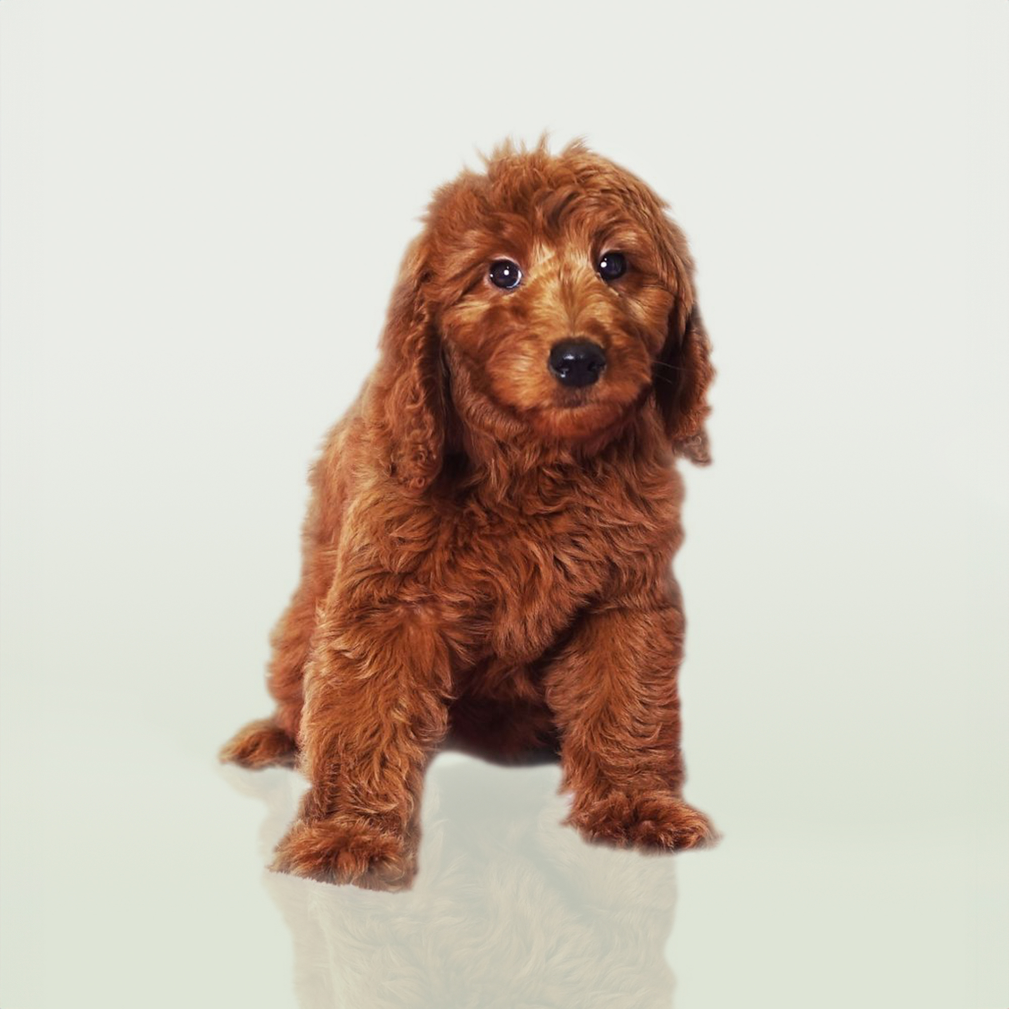 Goldendoodle puppies for sale