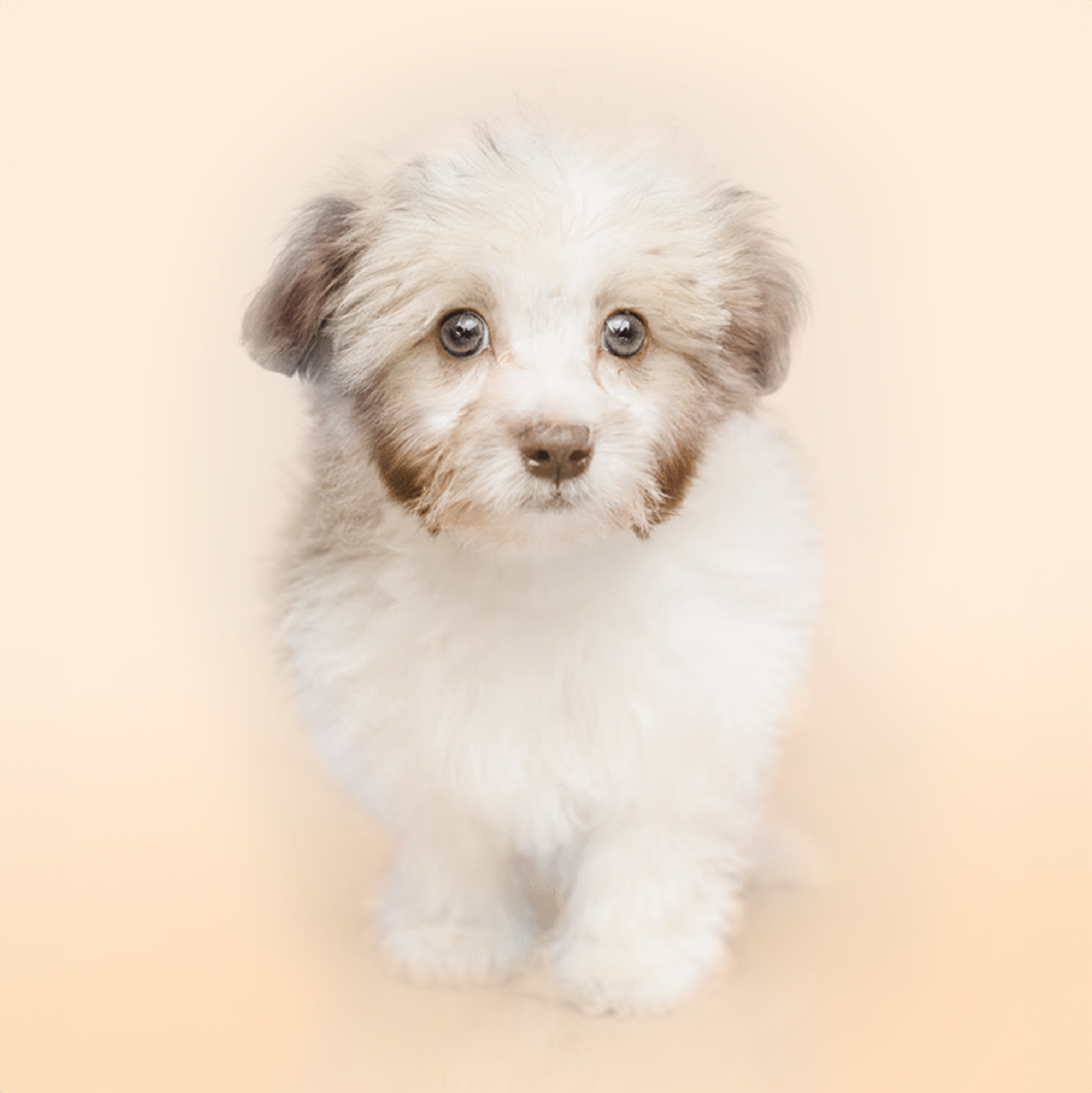 Havanese puppies for sale