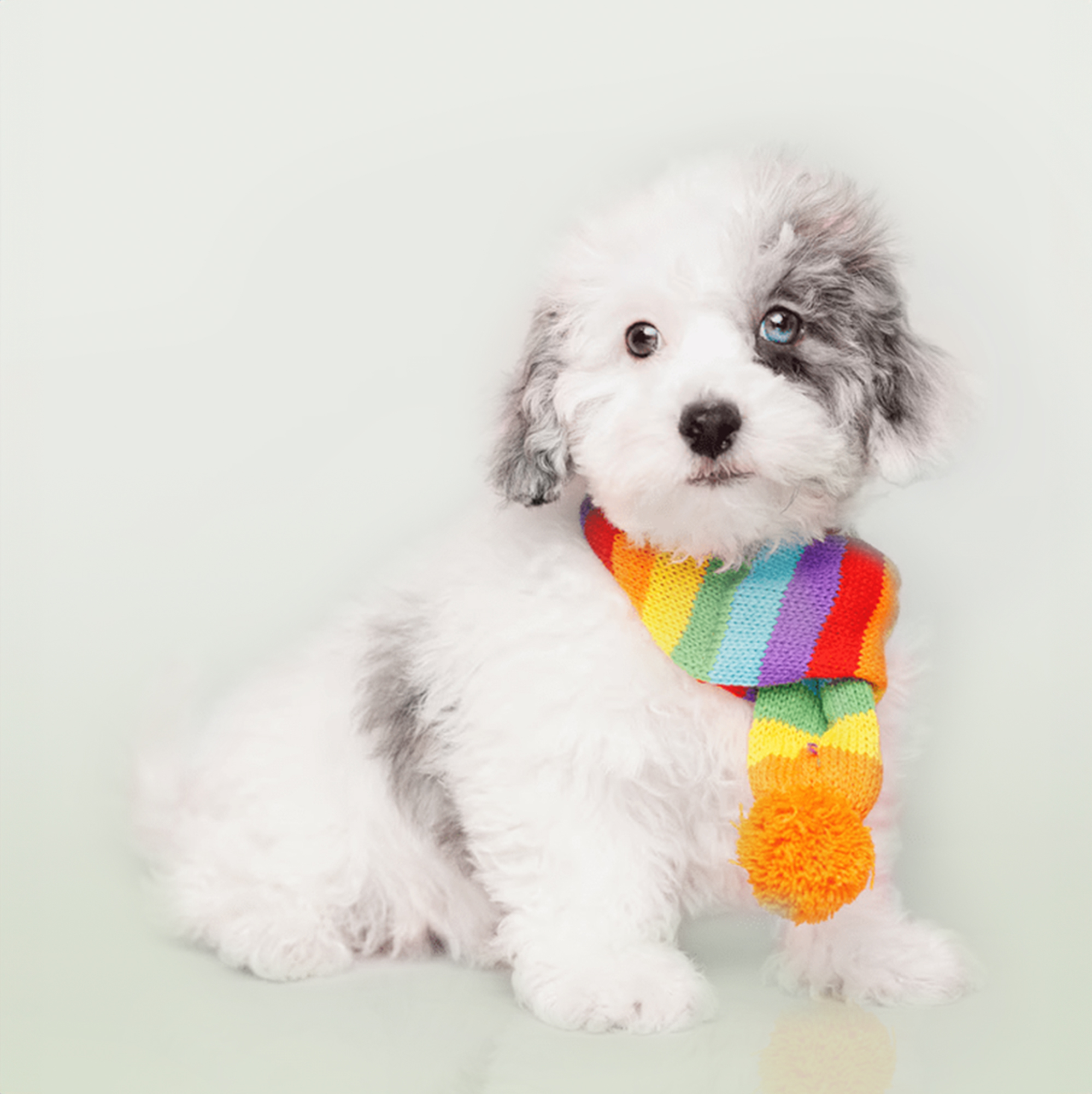 Havapoo puppies for sale