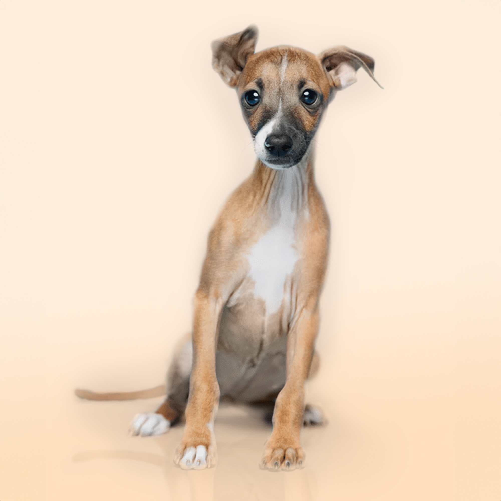 Italian Greyhound puppies for sale