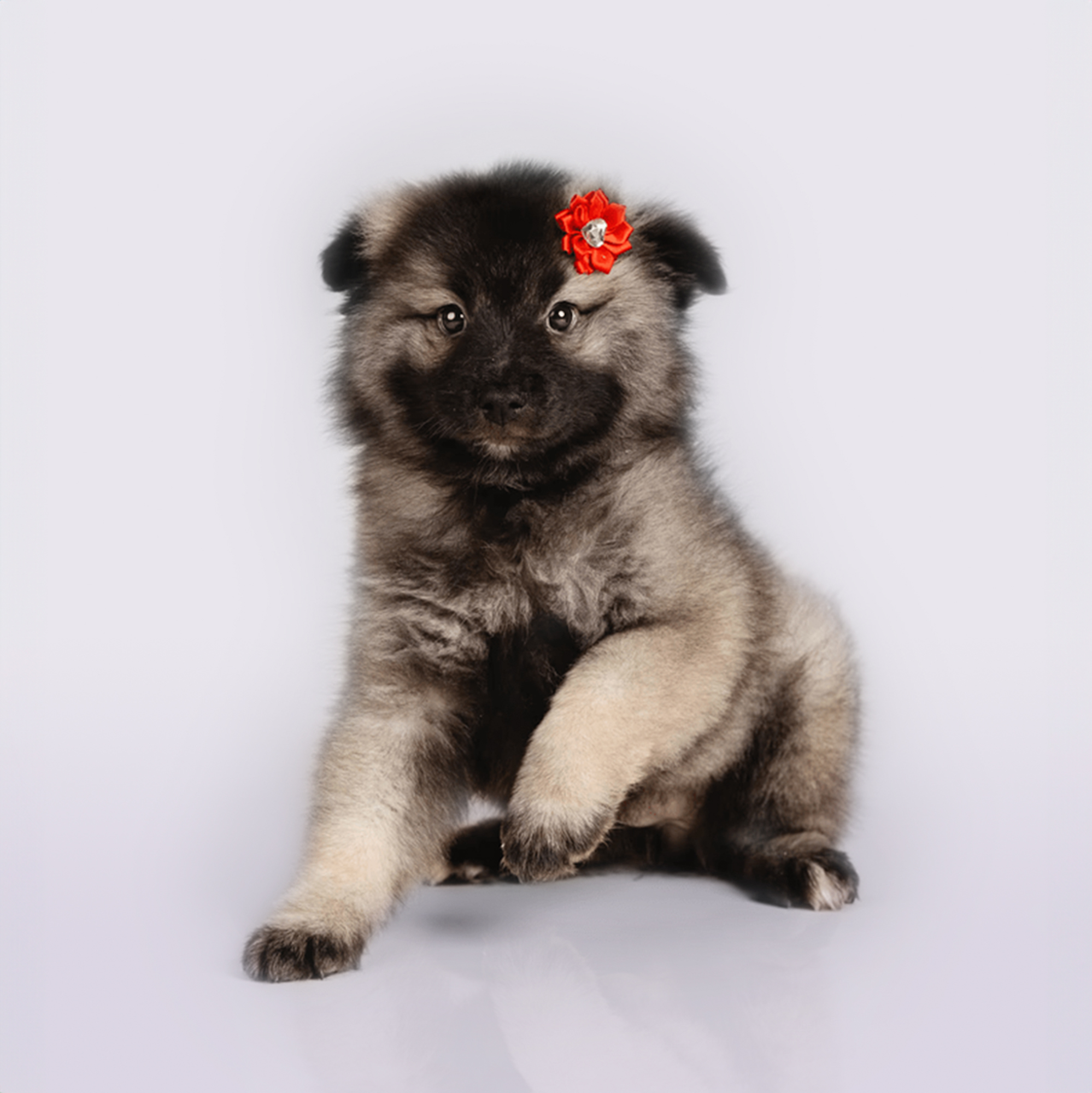Keeshond puppies for sale