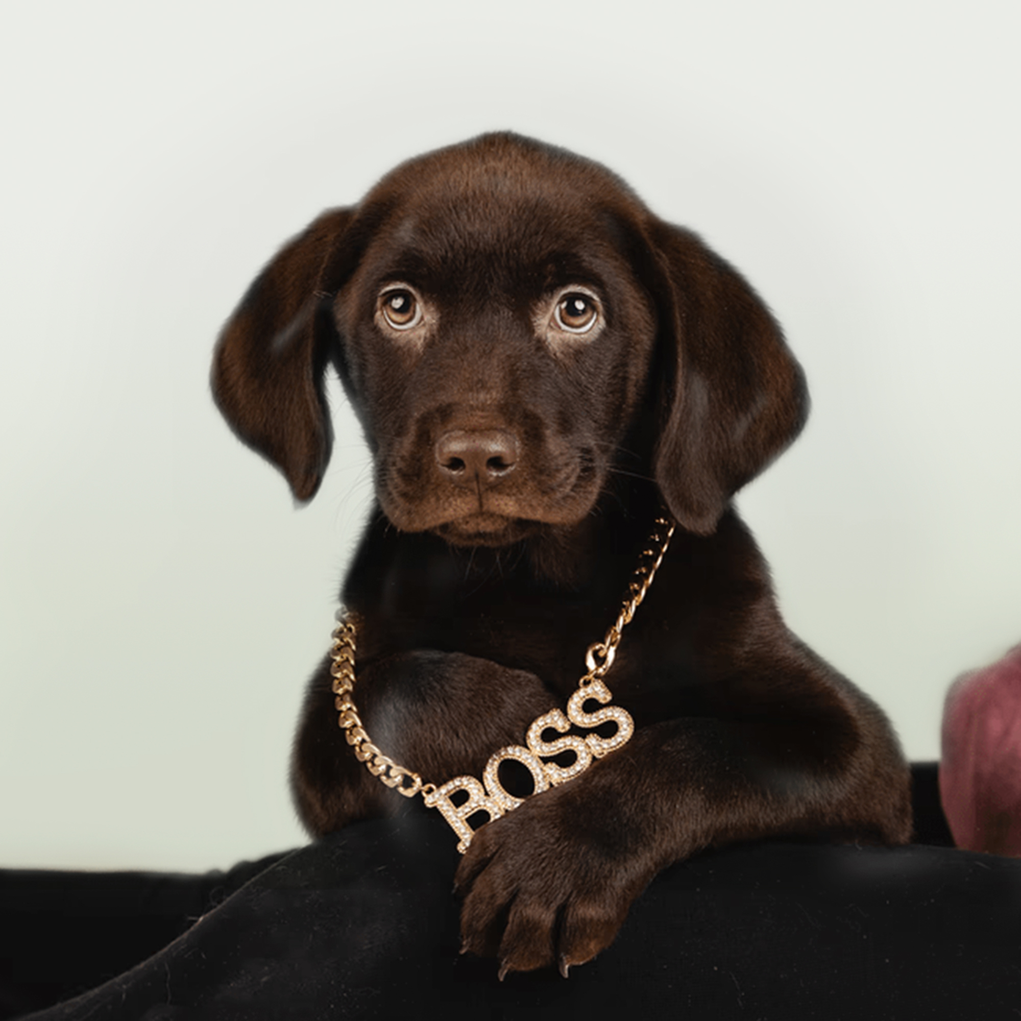 Labrador Retriever puppies for sale