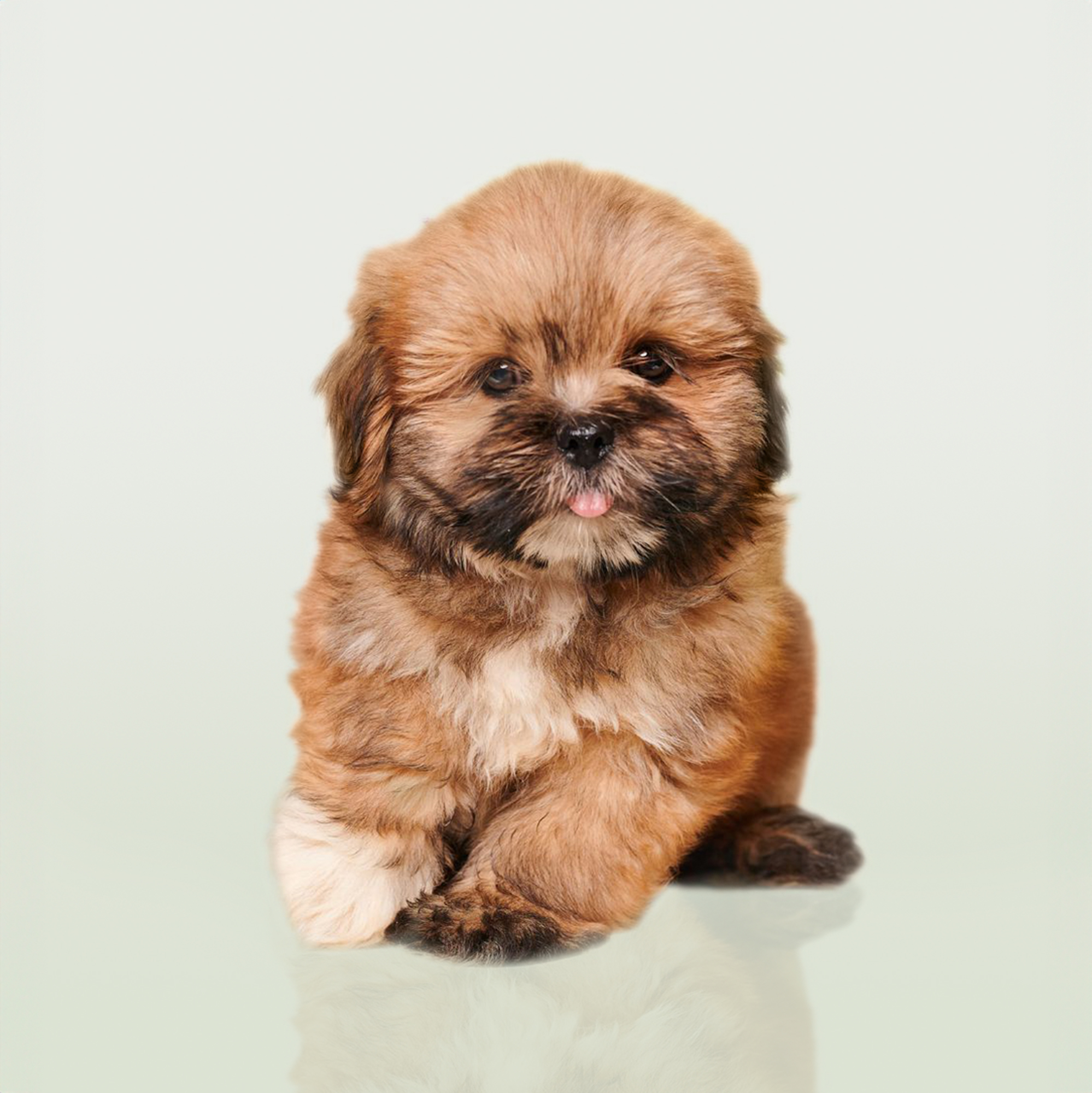 Lhasa Apso puppies for sale