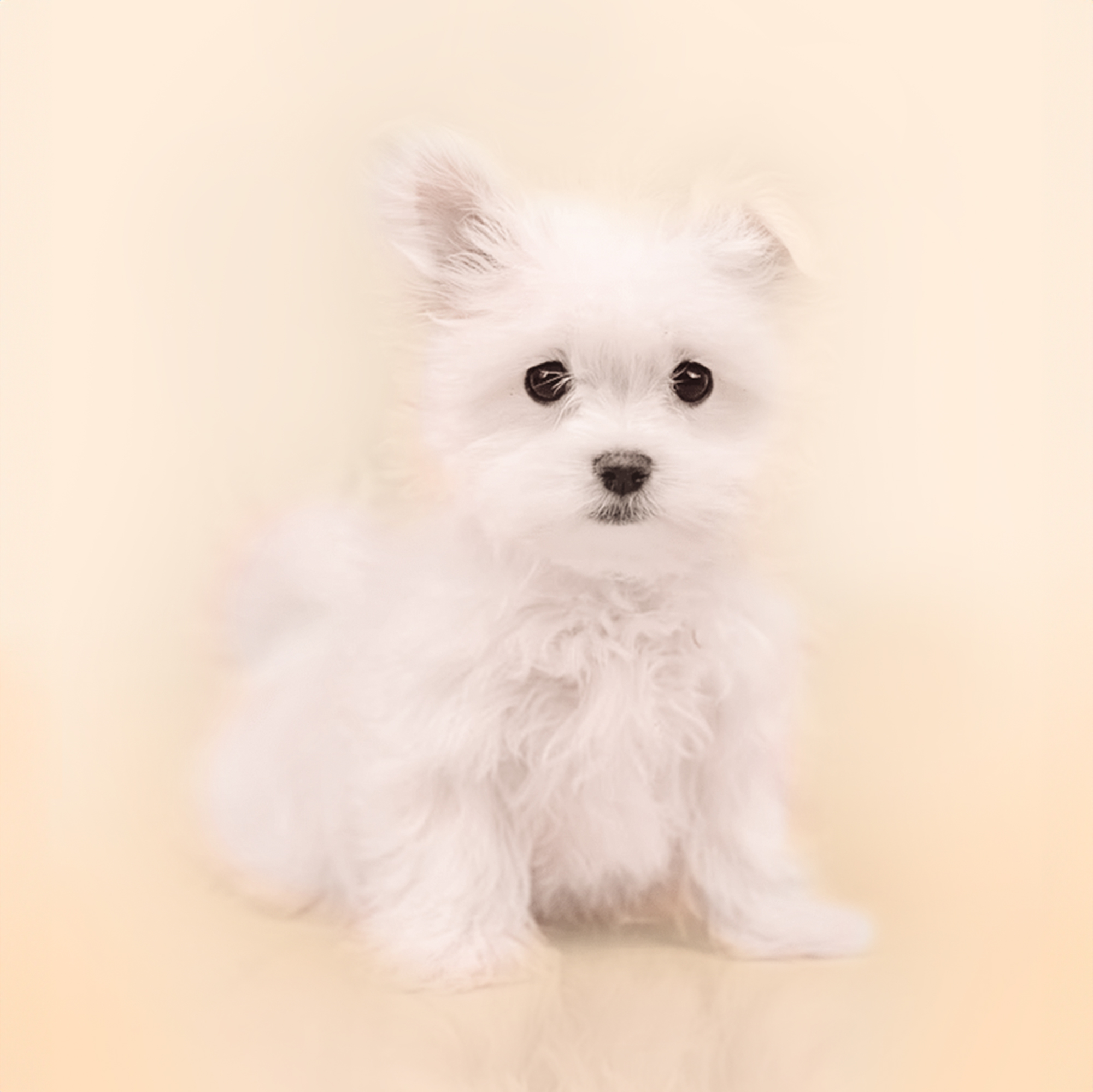 Maltese puppies for sale