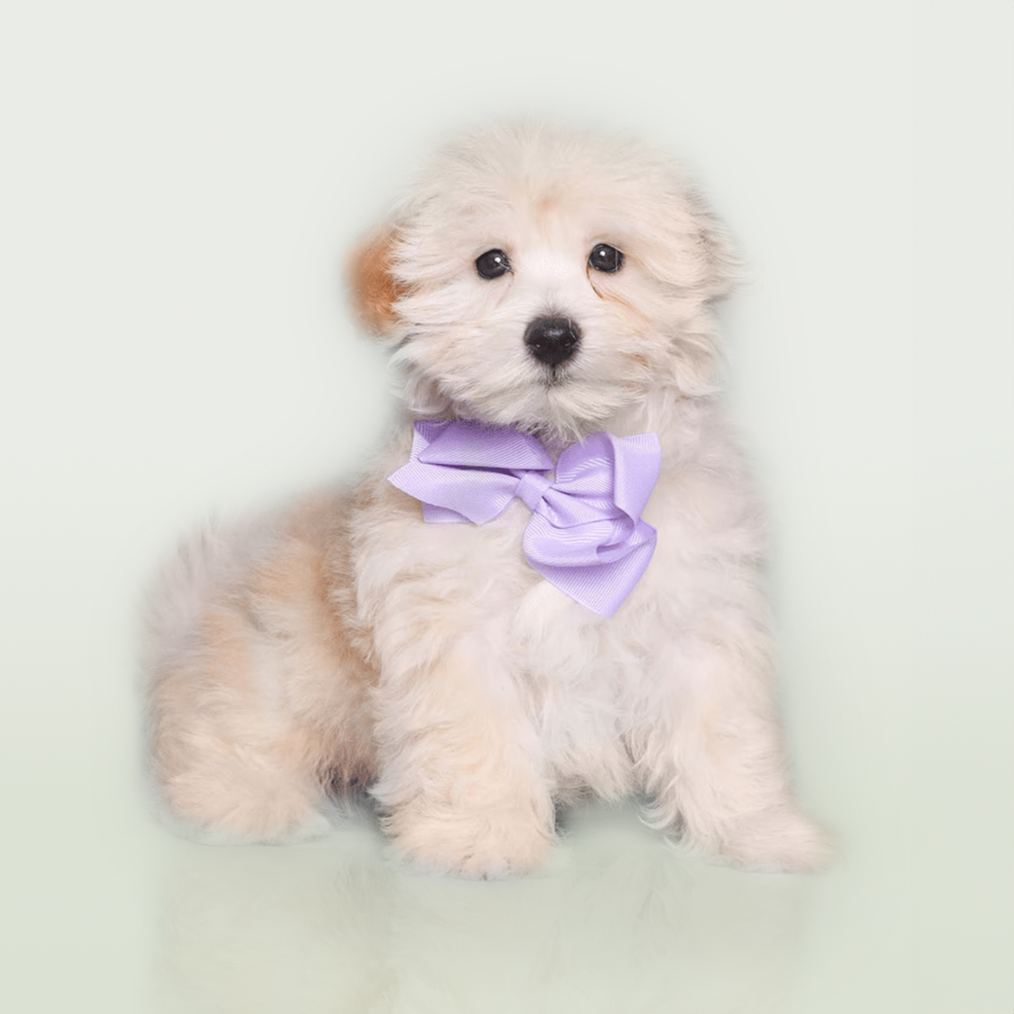 Maltipoo puppies for sale