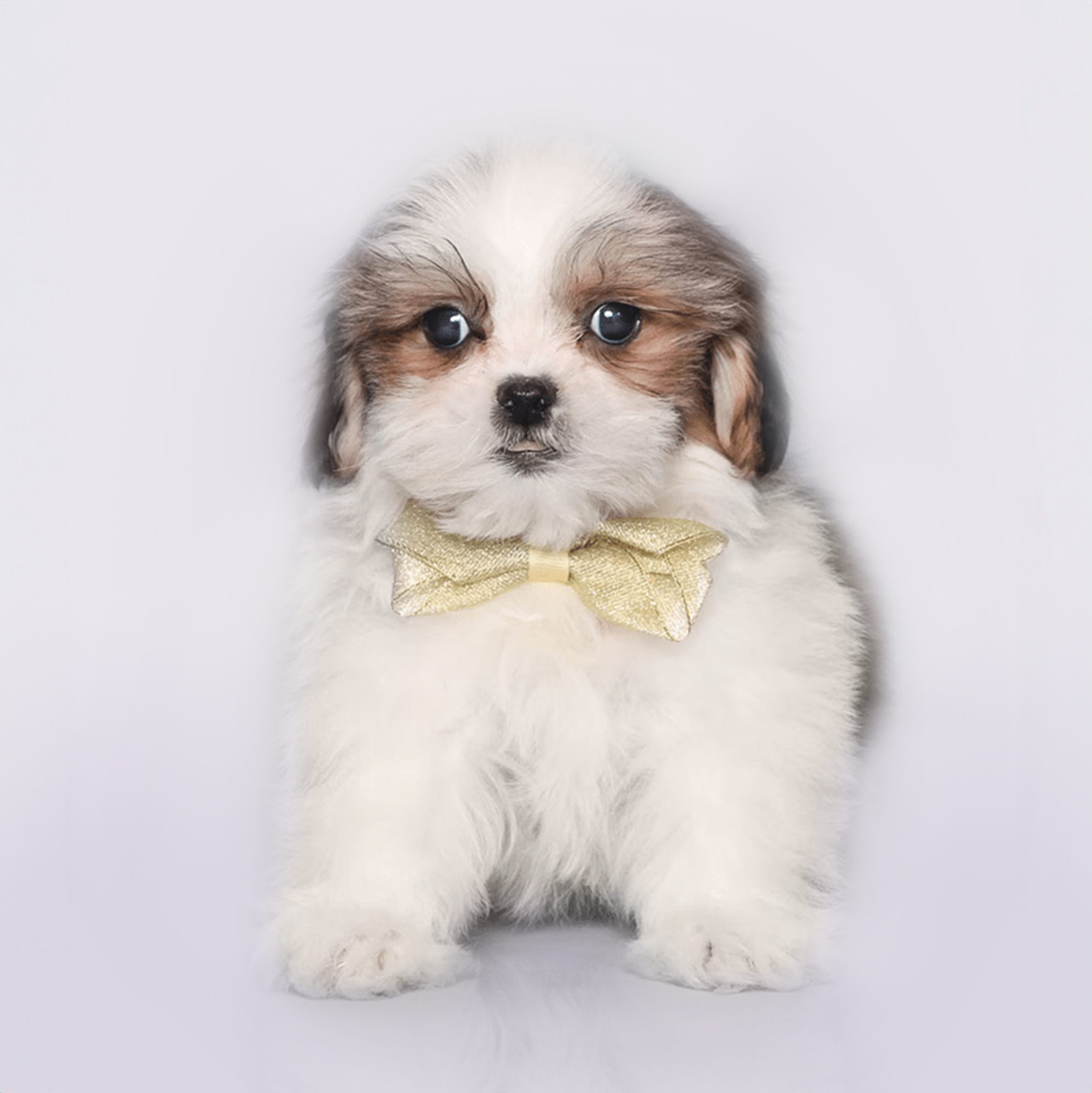 Maltishi puppies for sale