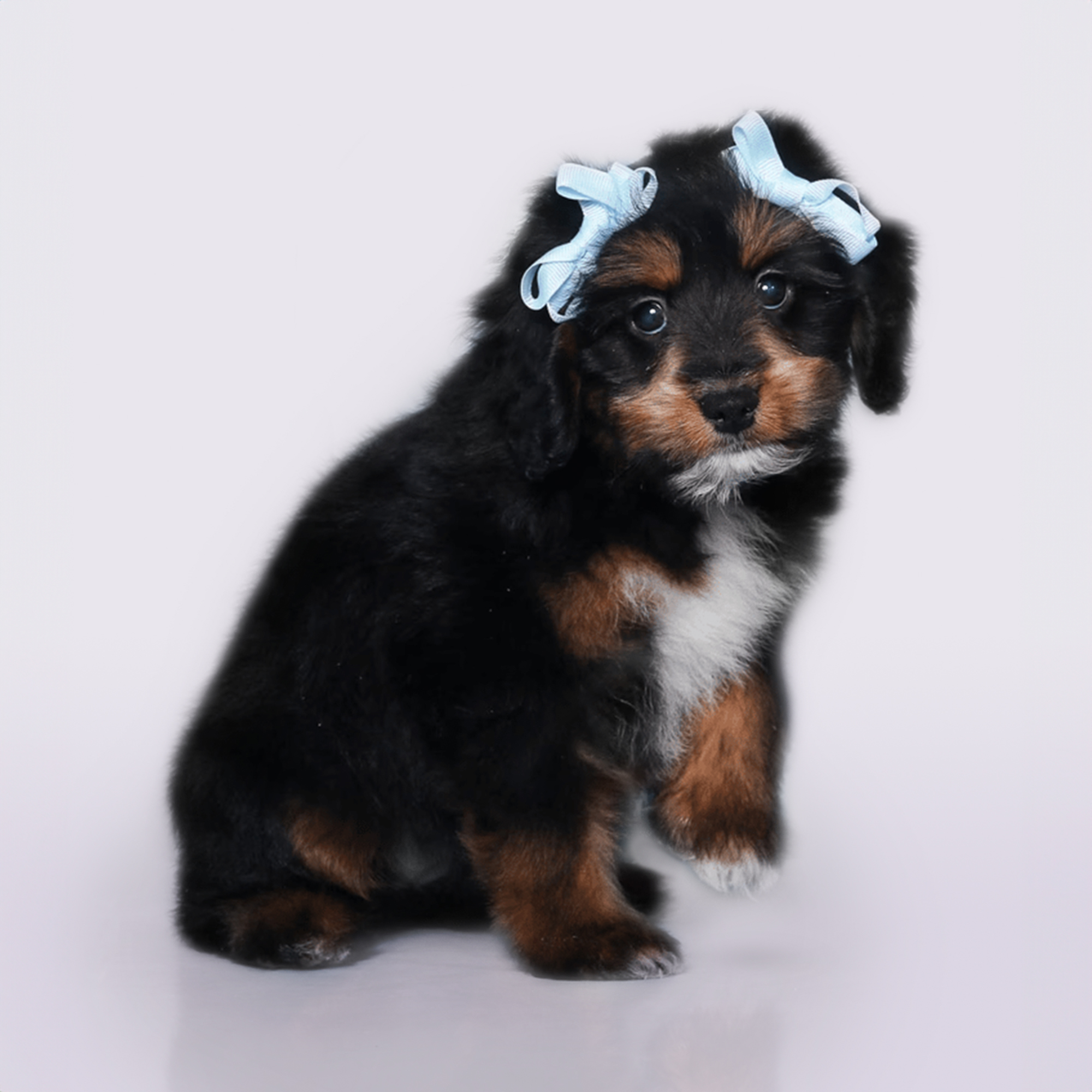 Mini Aussiepoo puppies for sale