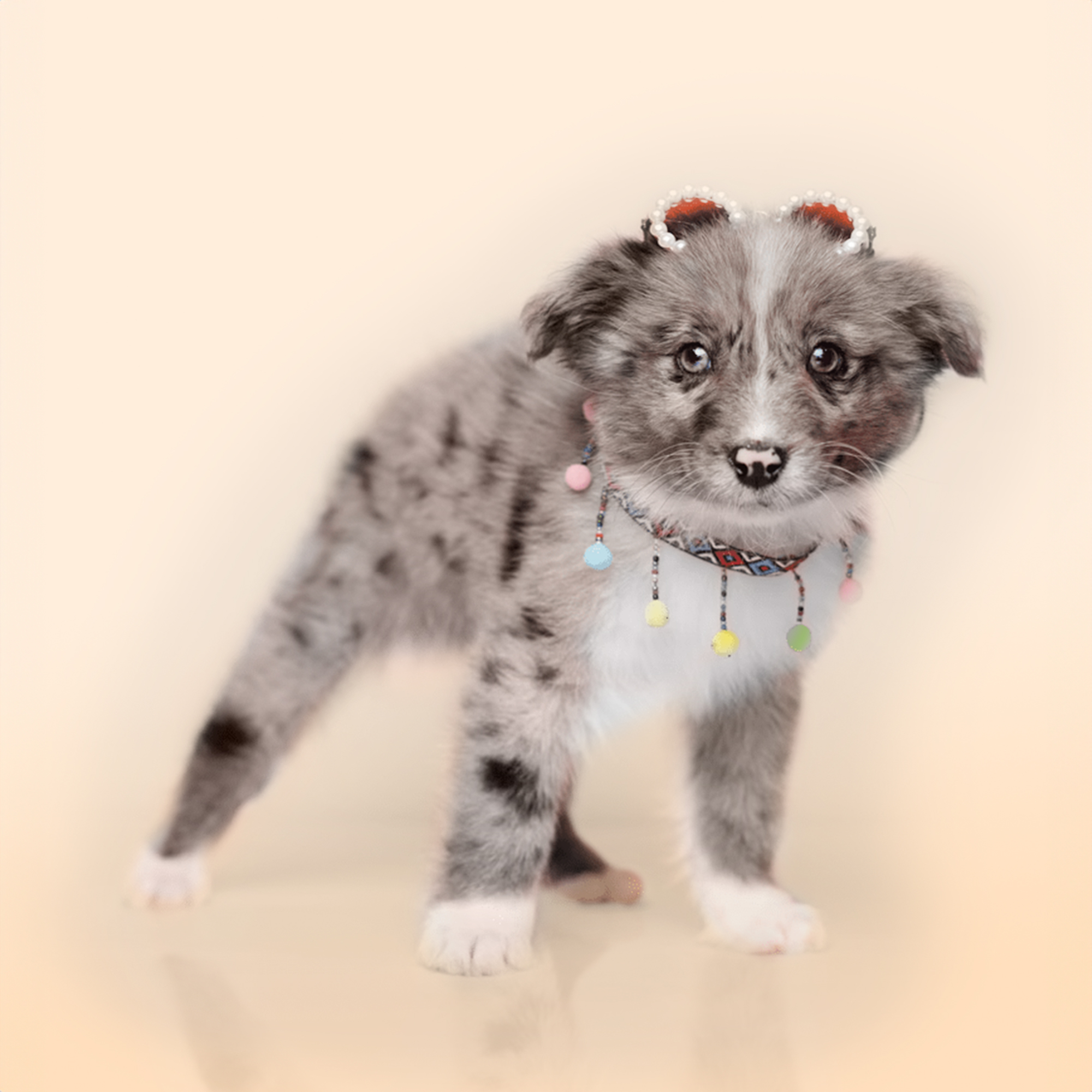 Mini Australian Shepherd puppies for sale