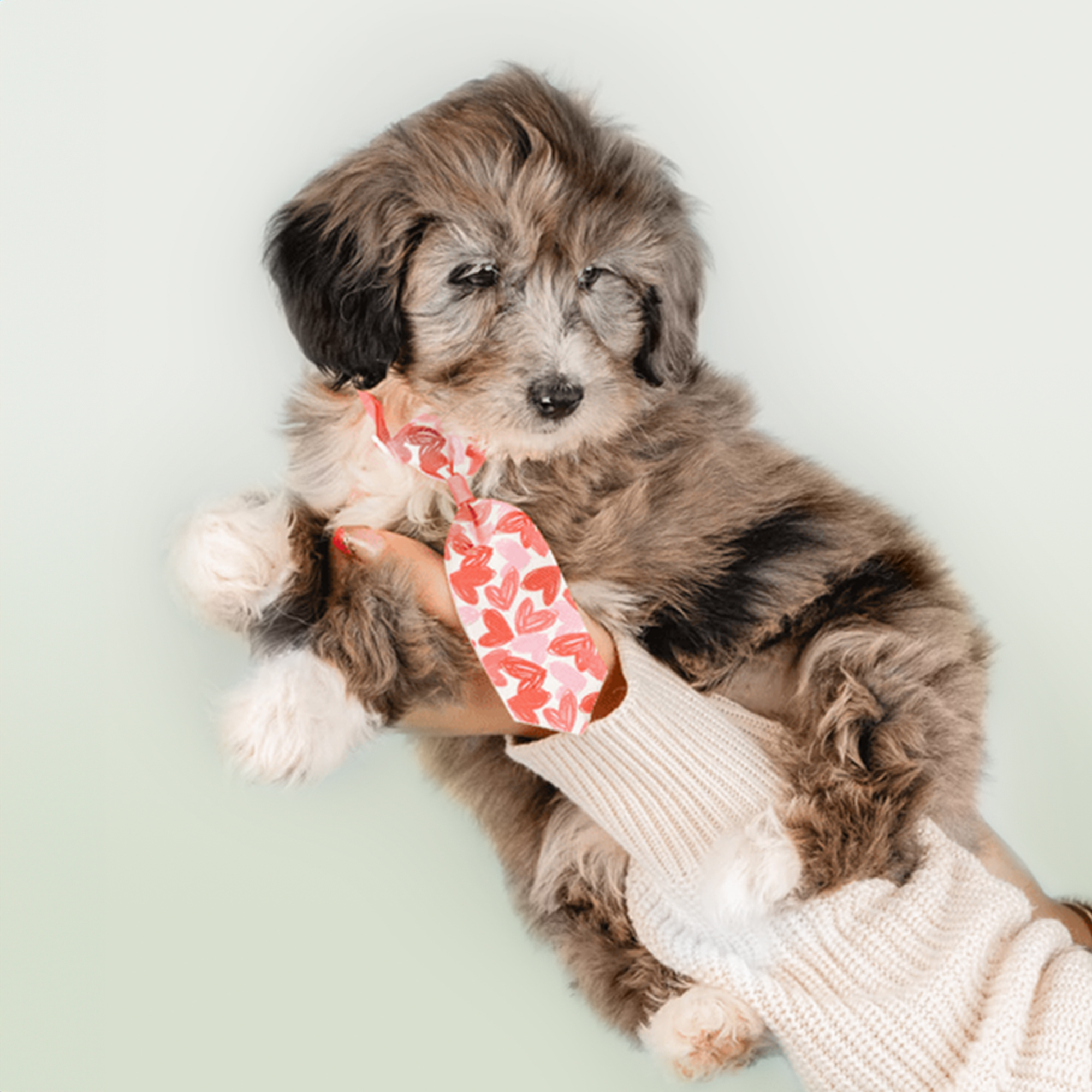 Mini Bernedoodle puppies for sale