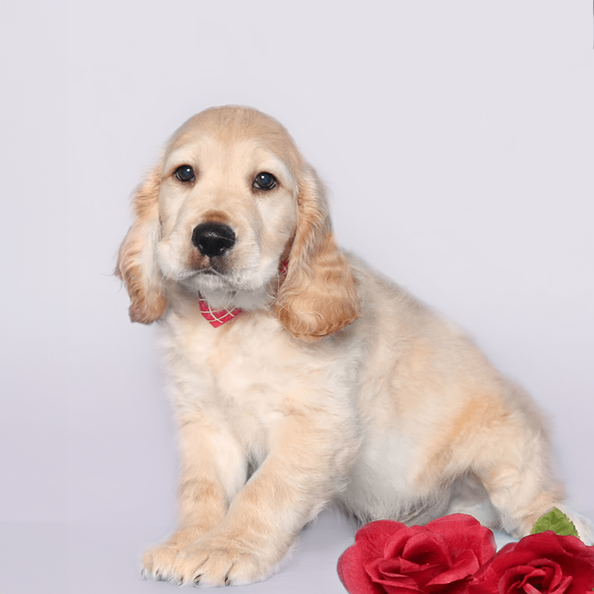 Mini Golden Retriever puppies for sale