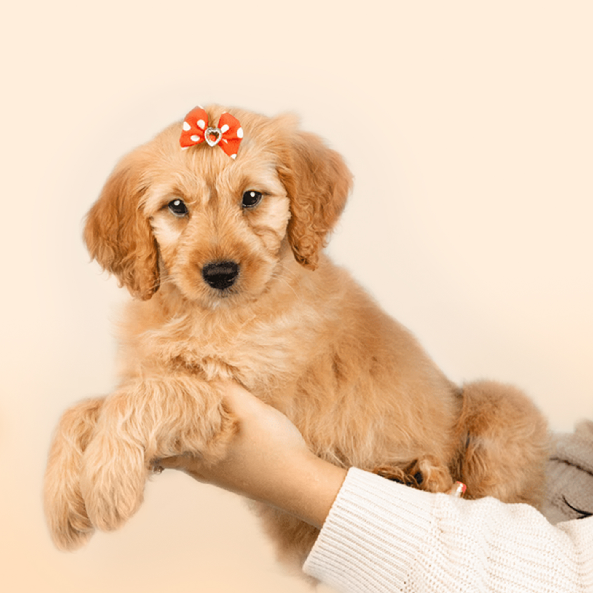 Mini Goldendoodle puppies for sale