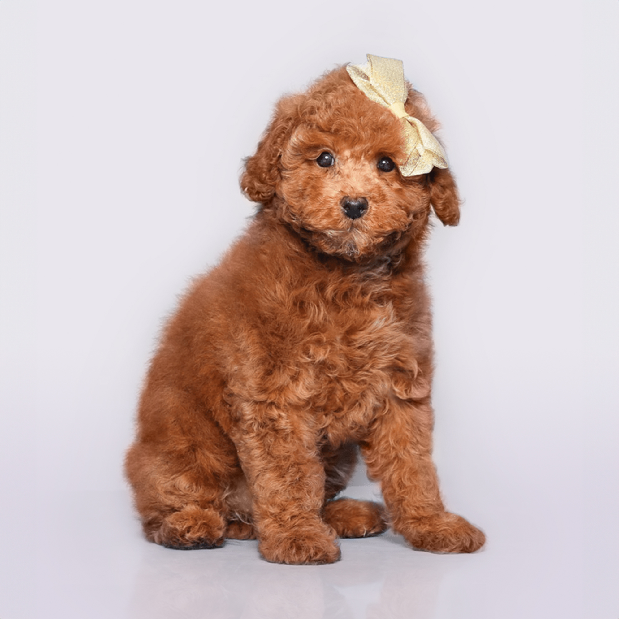 Mini Poodle puppies for sale