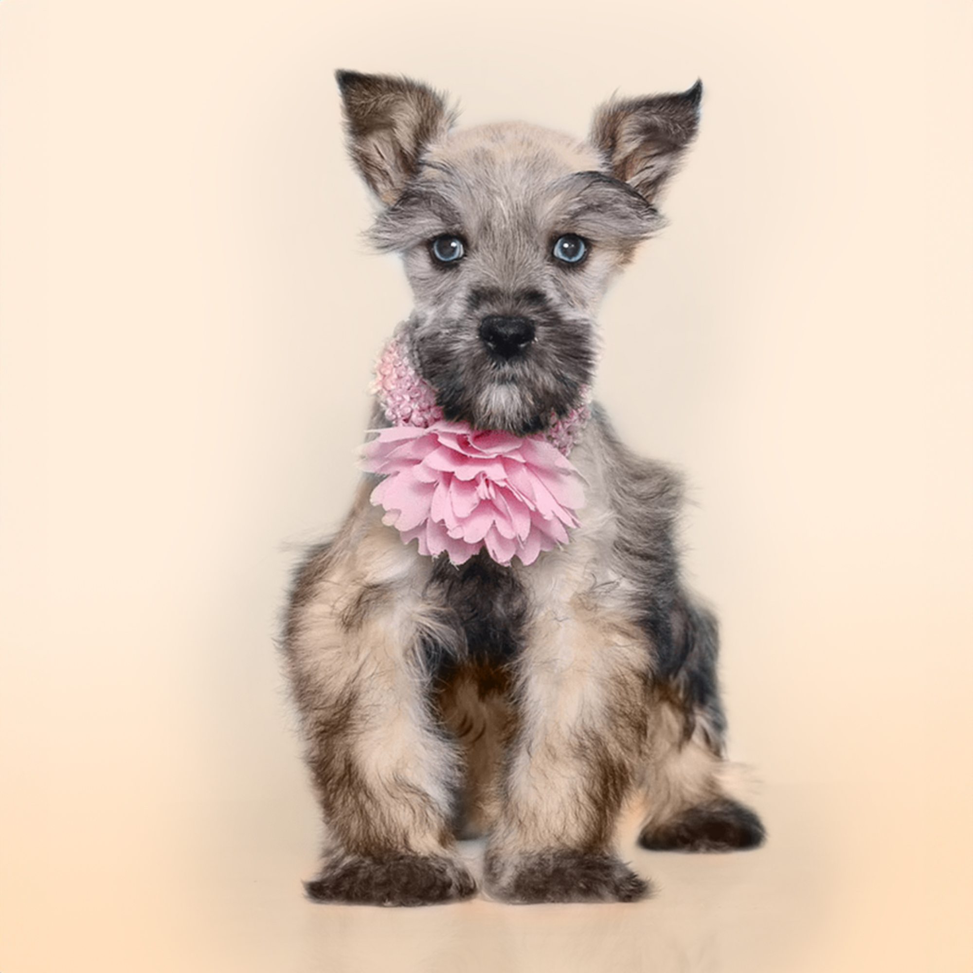 Mini Schnauzer puppies for sale