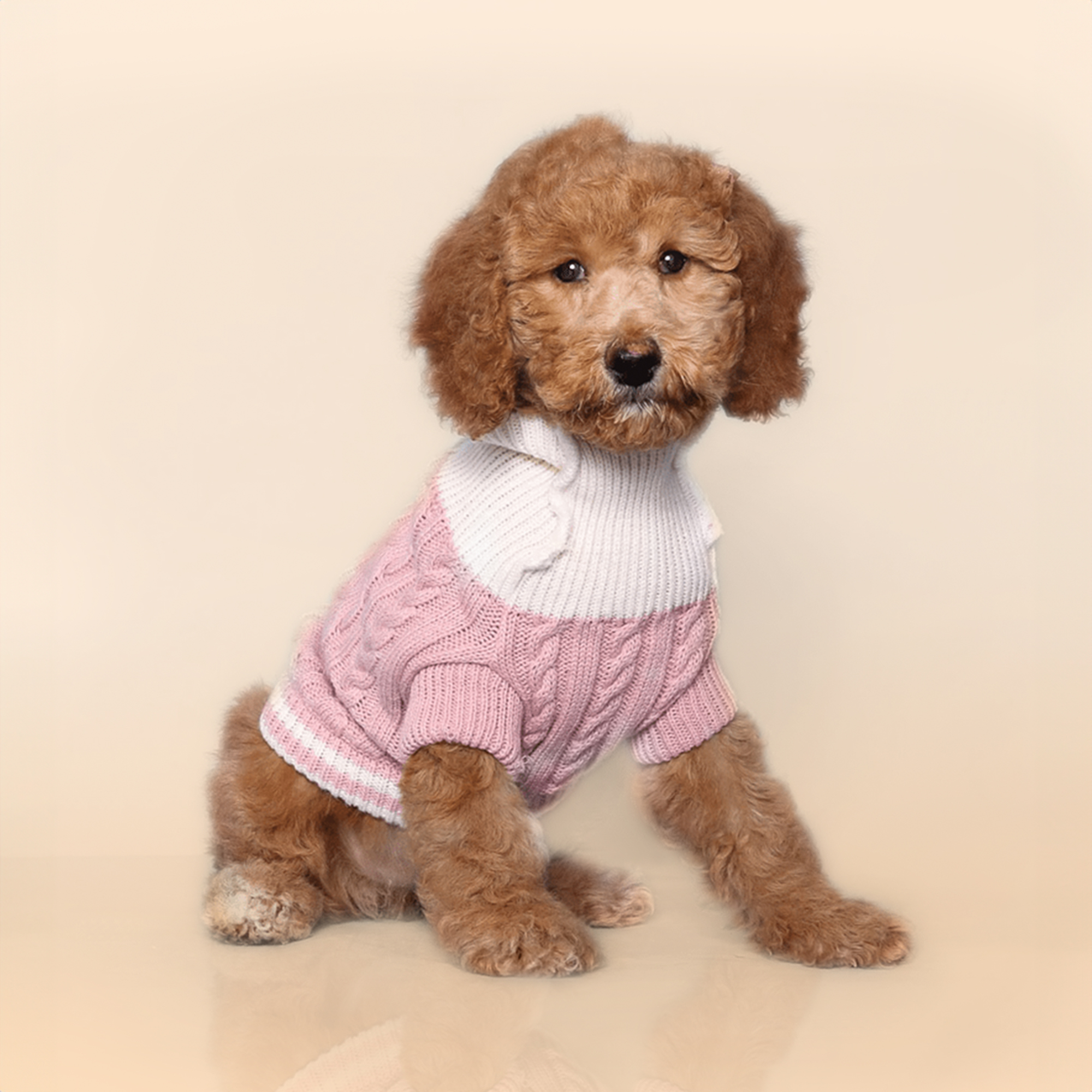 Mini Whoodle puppies for sale