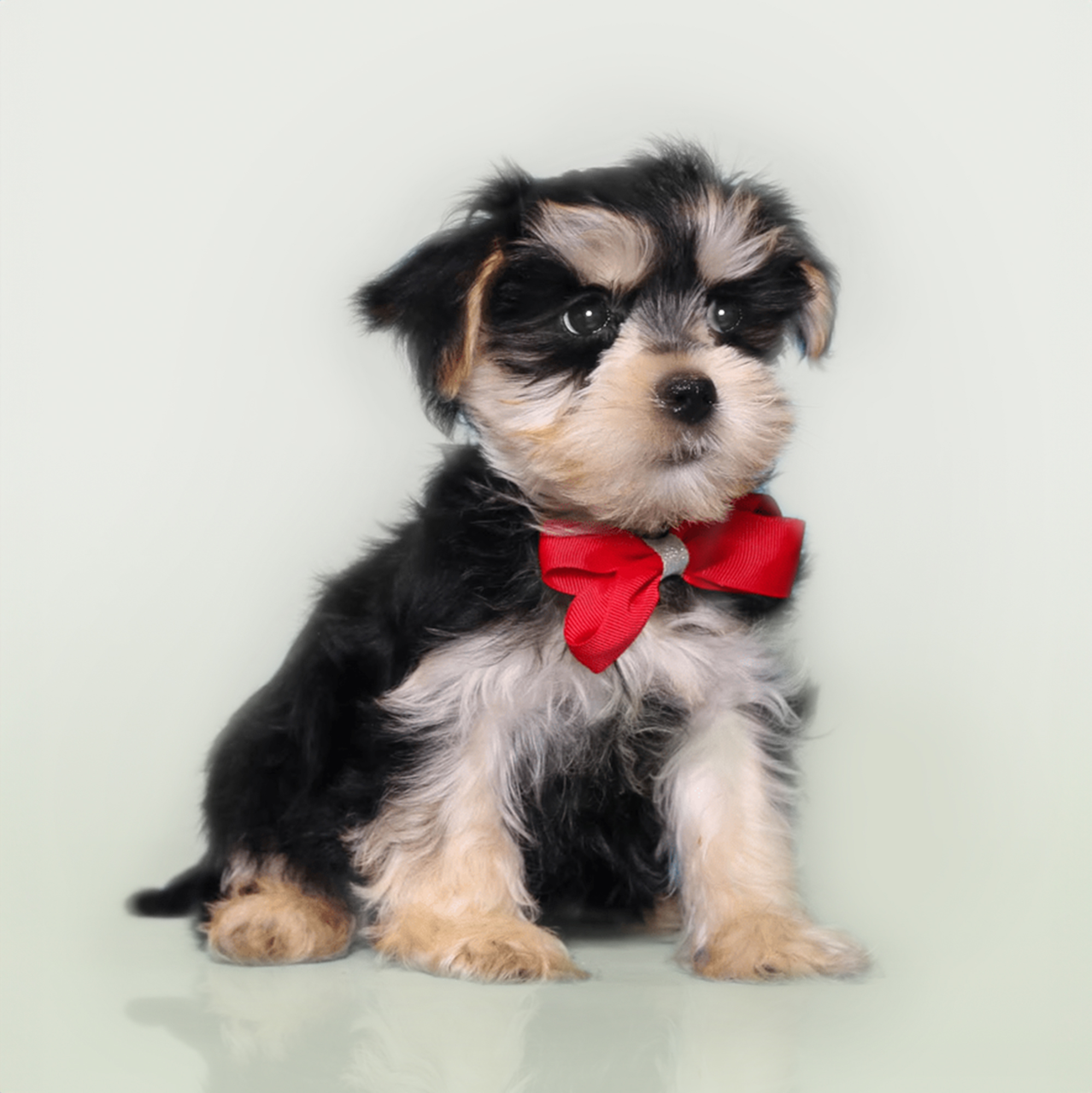 Morkie puppies for sale