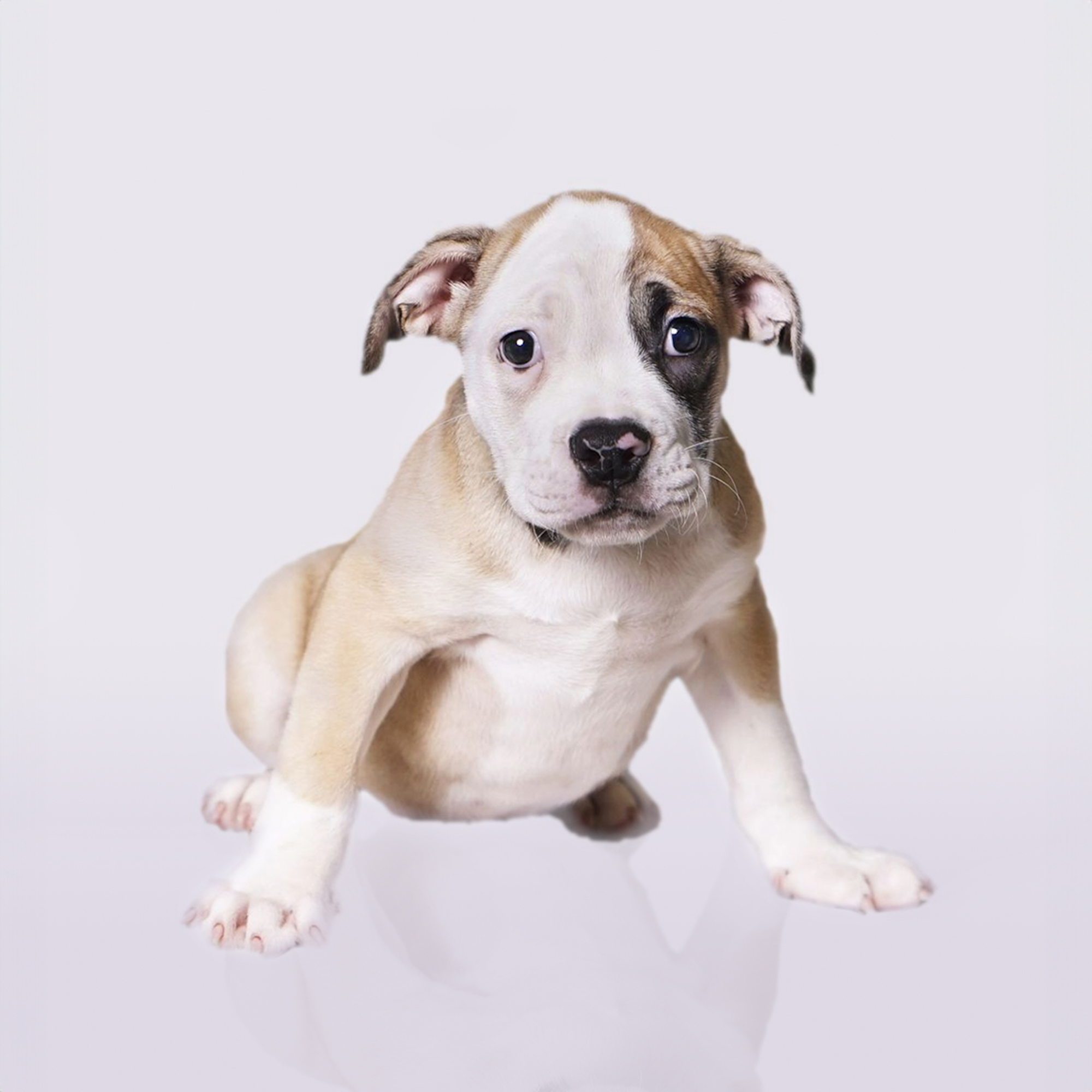 Olde English Bulldogge puppies for sale