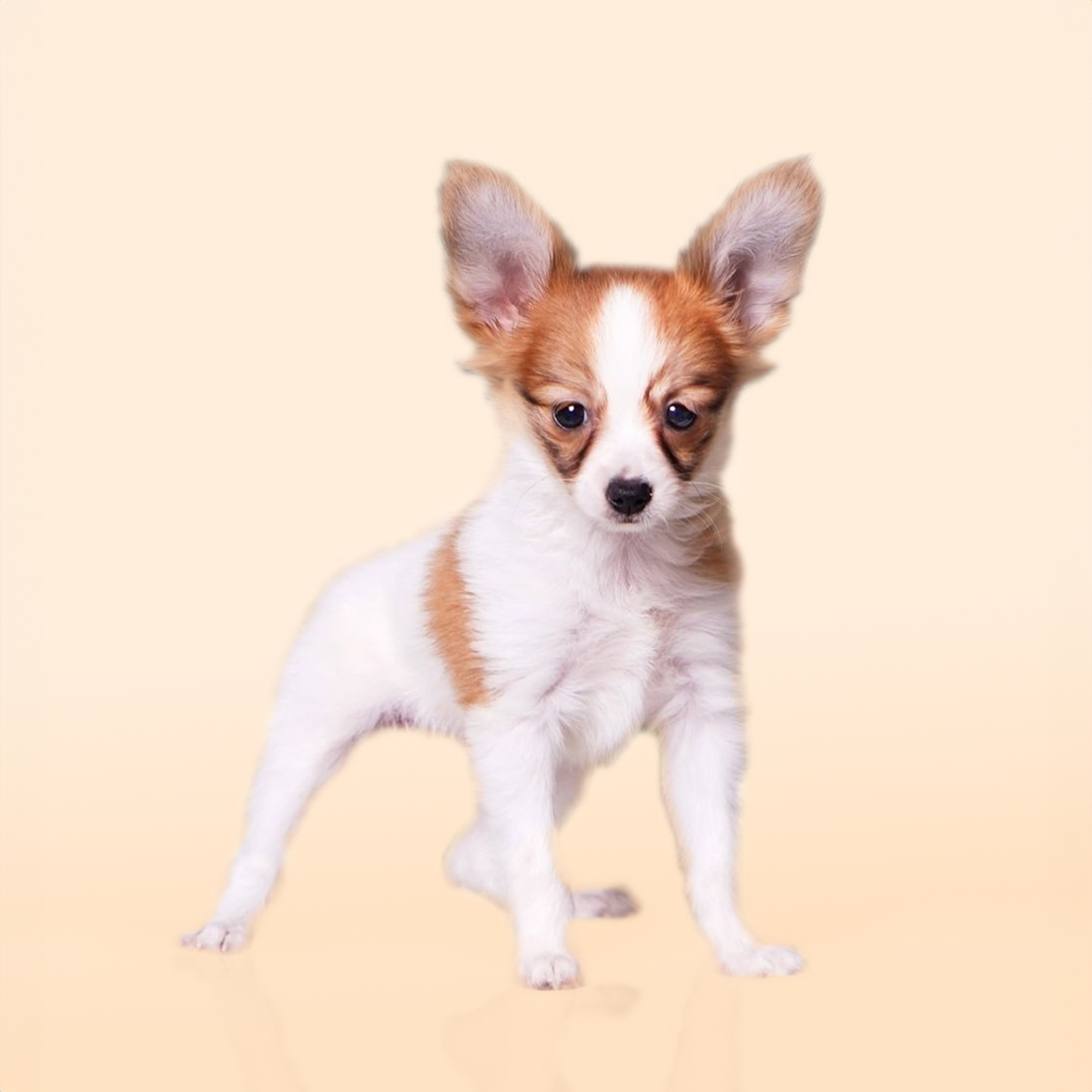 Papillon puppies for sale