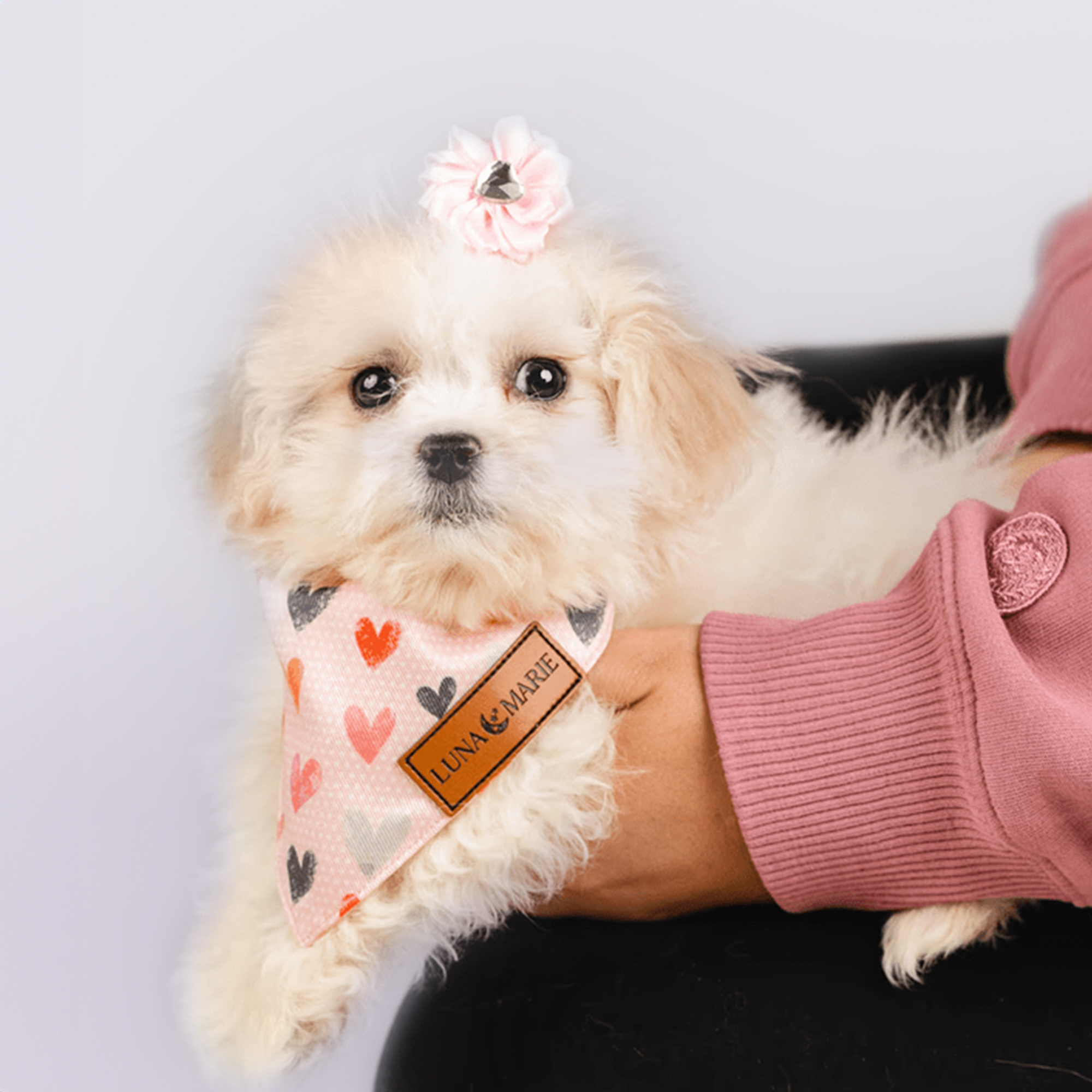 Peekachon puppies for sale