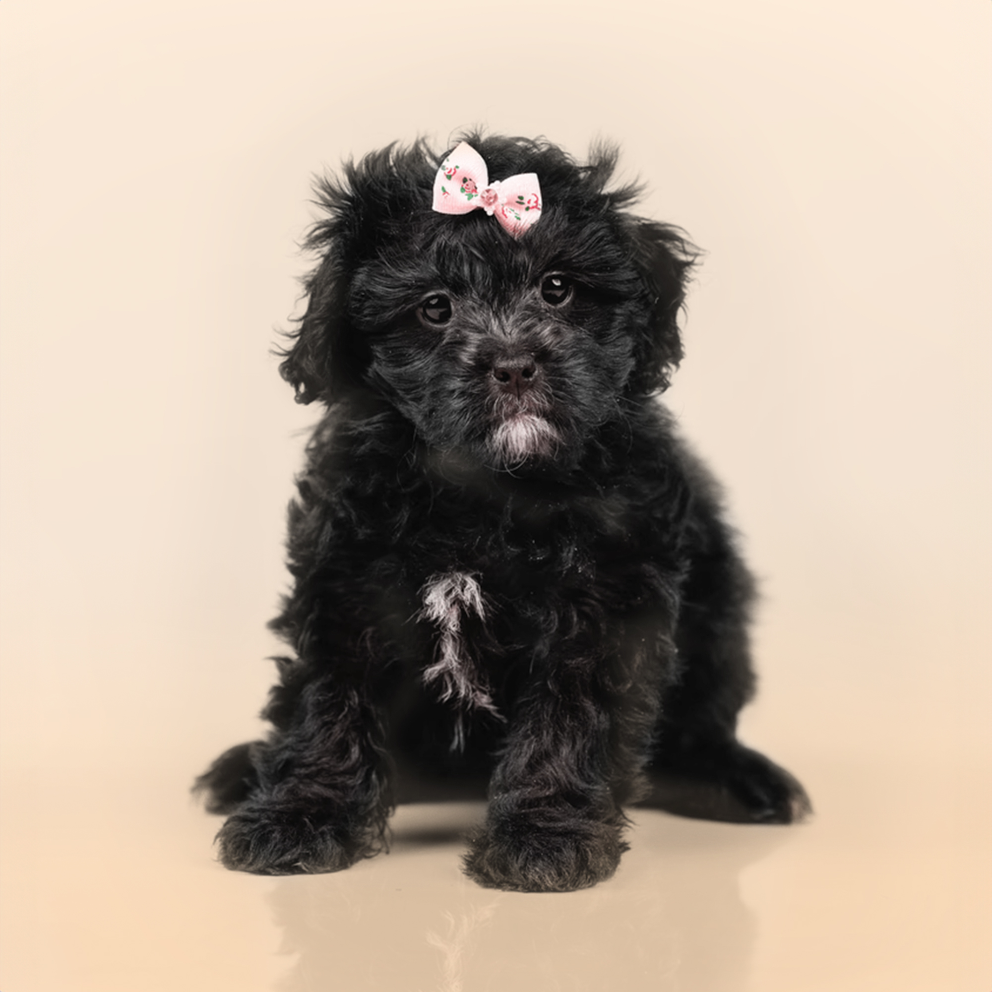 Peekapoo puppies for sale