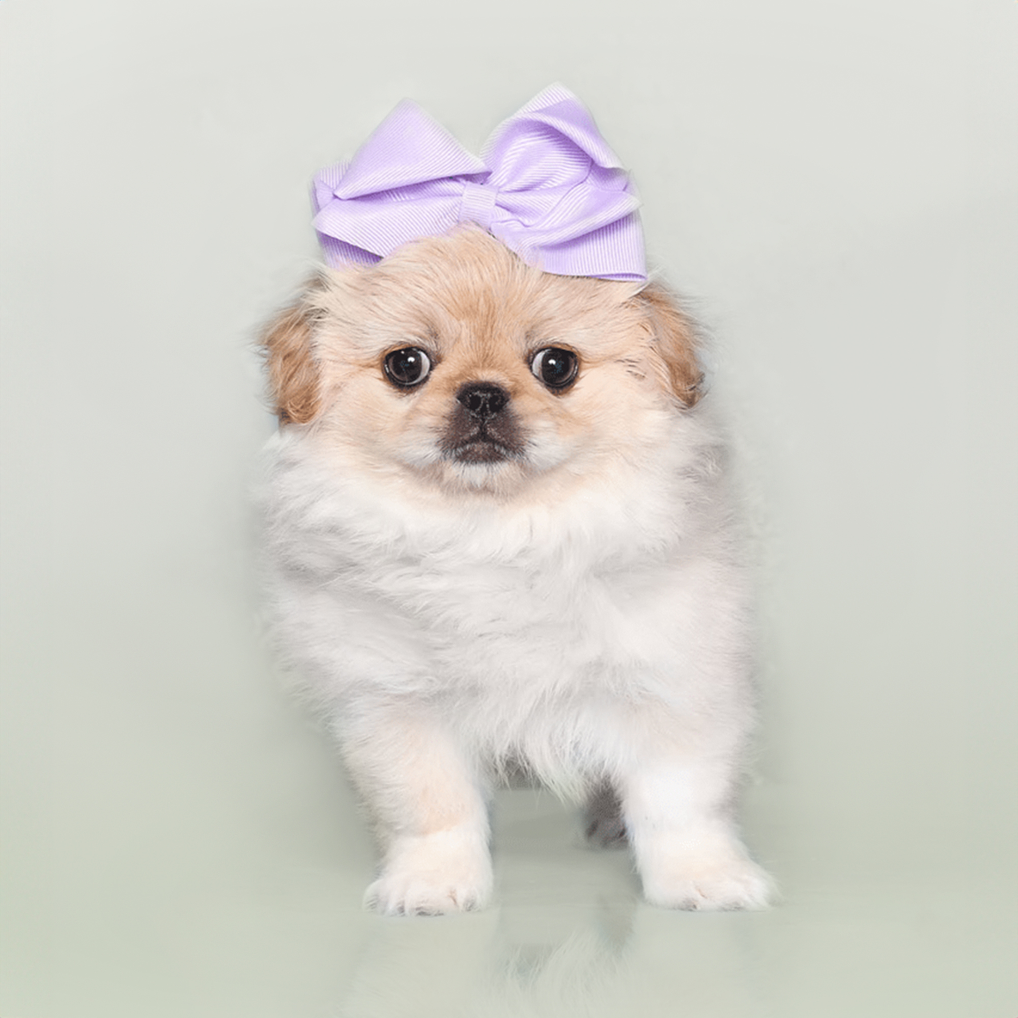 Pekingese puppies for sale