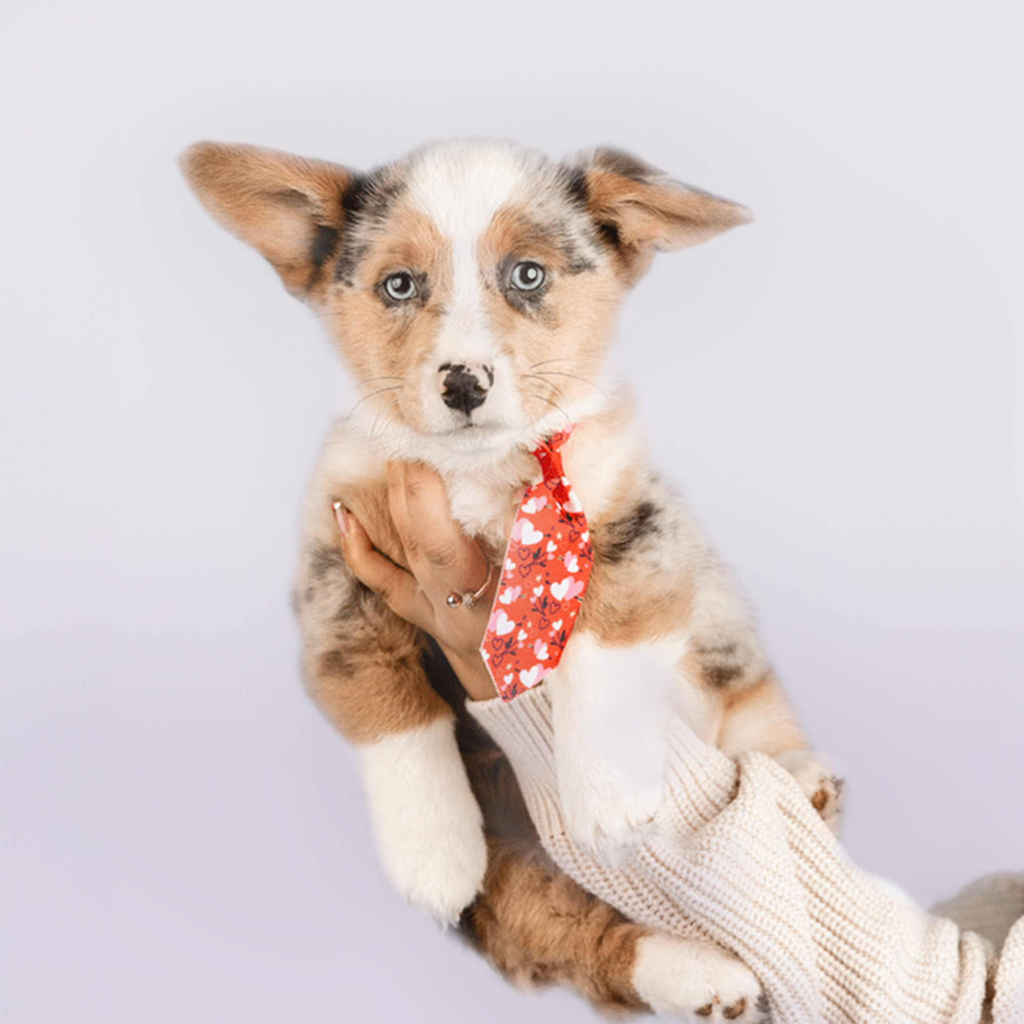 Pembroke Welsh Corgi puppies for sale