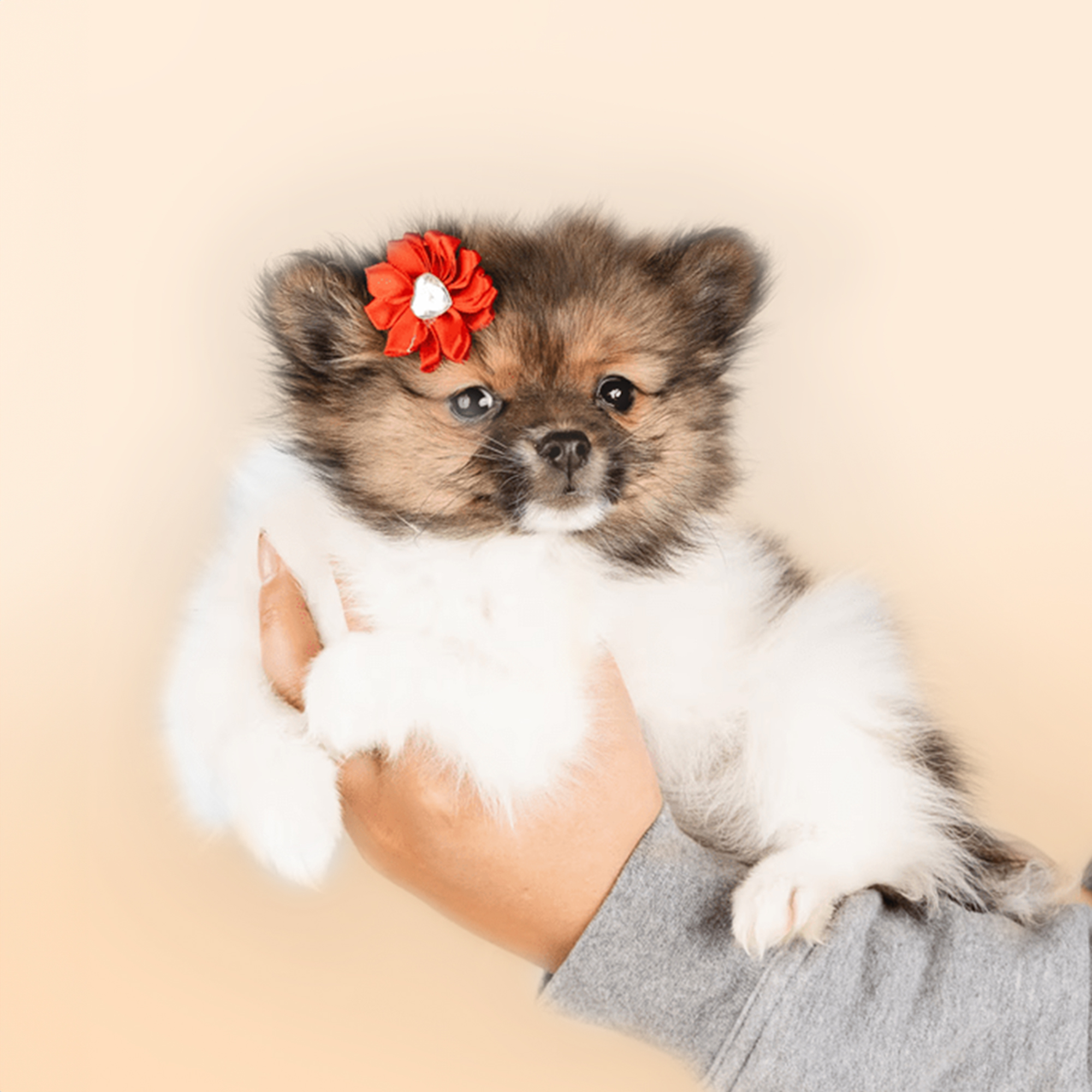 Pomchi puppies for sale