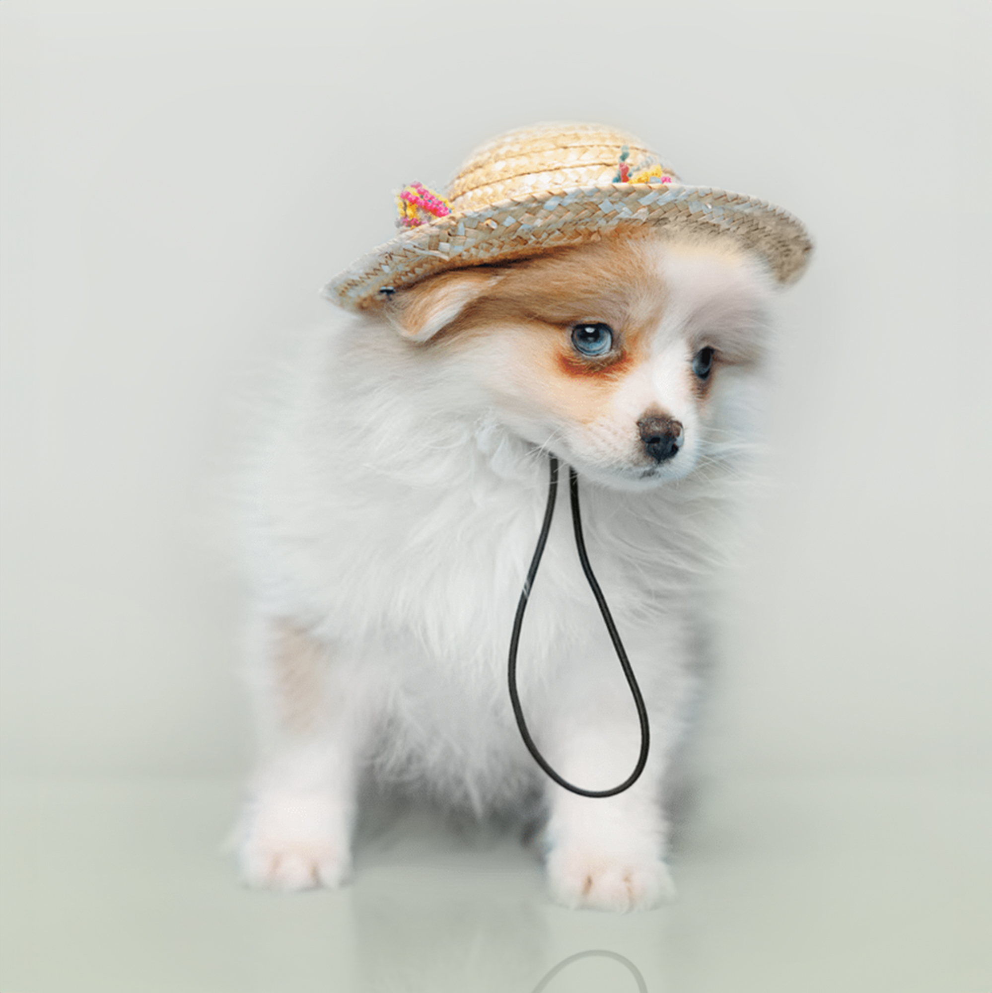 Pomeranian puppies for sale